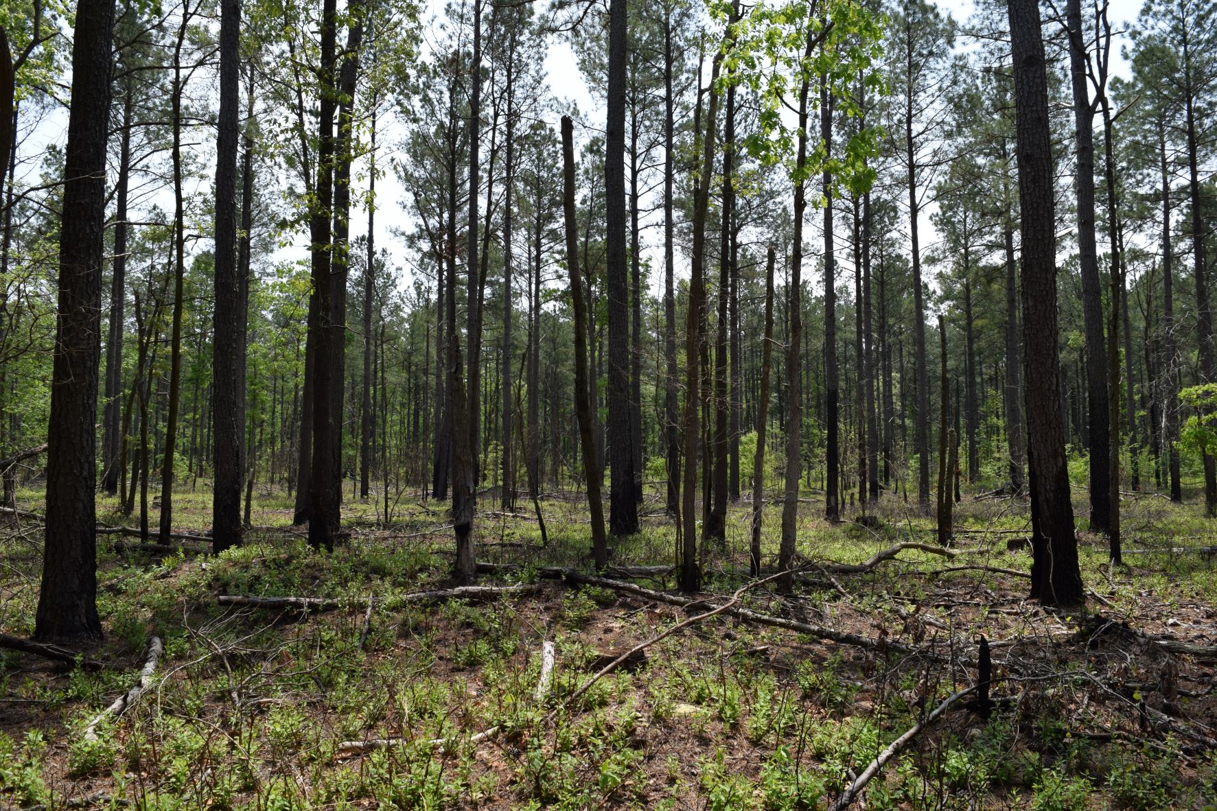 Several tall thin trees line a forest floor.