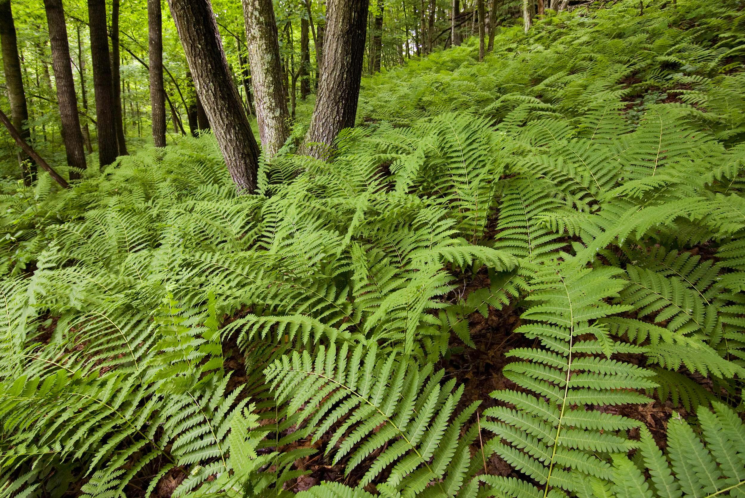 Bright green ferns cover a forest floor.