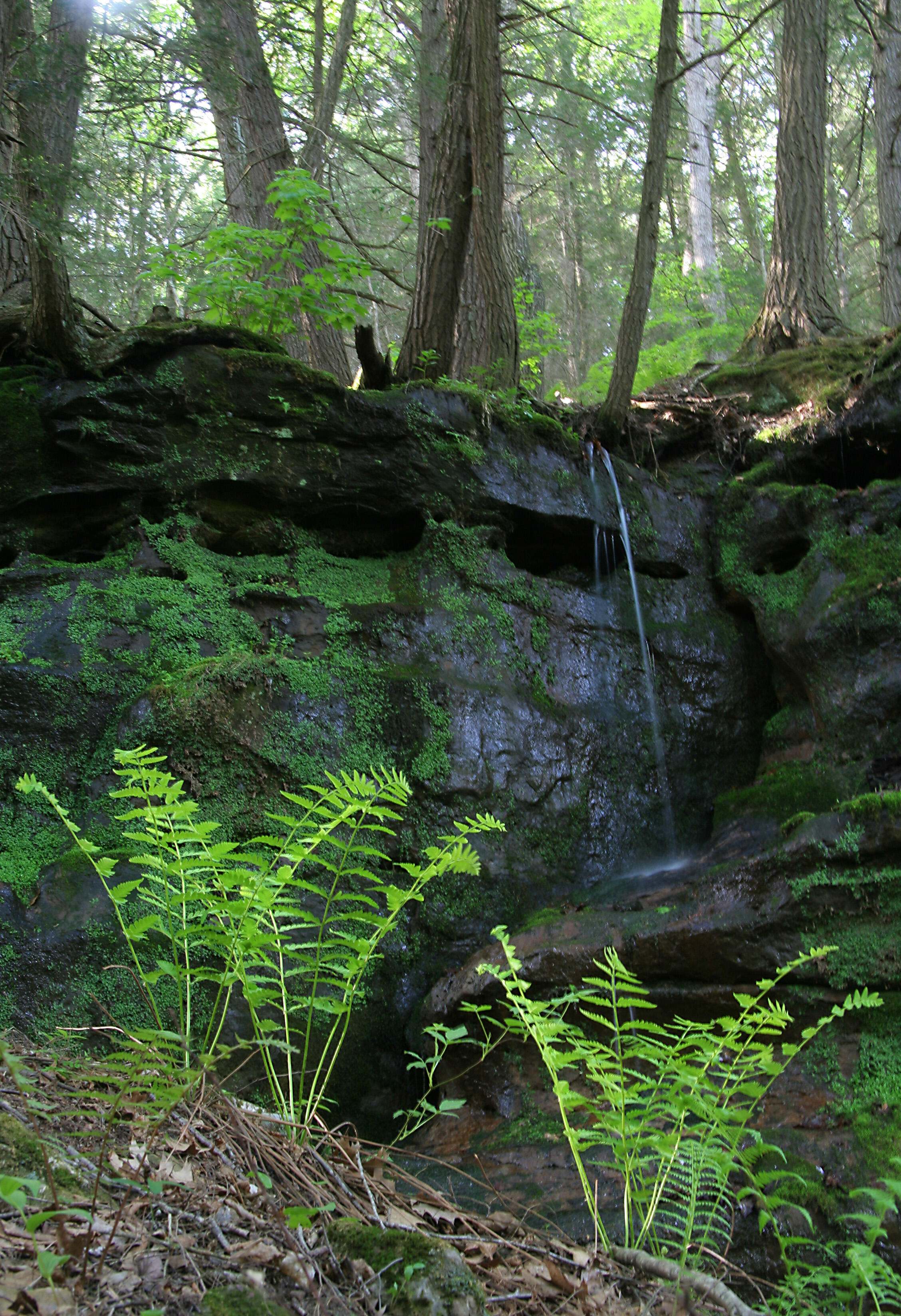 The forest within the Hemlock Draw Preserve. 