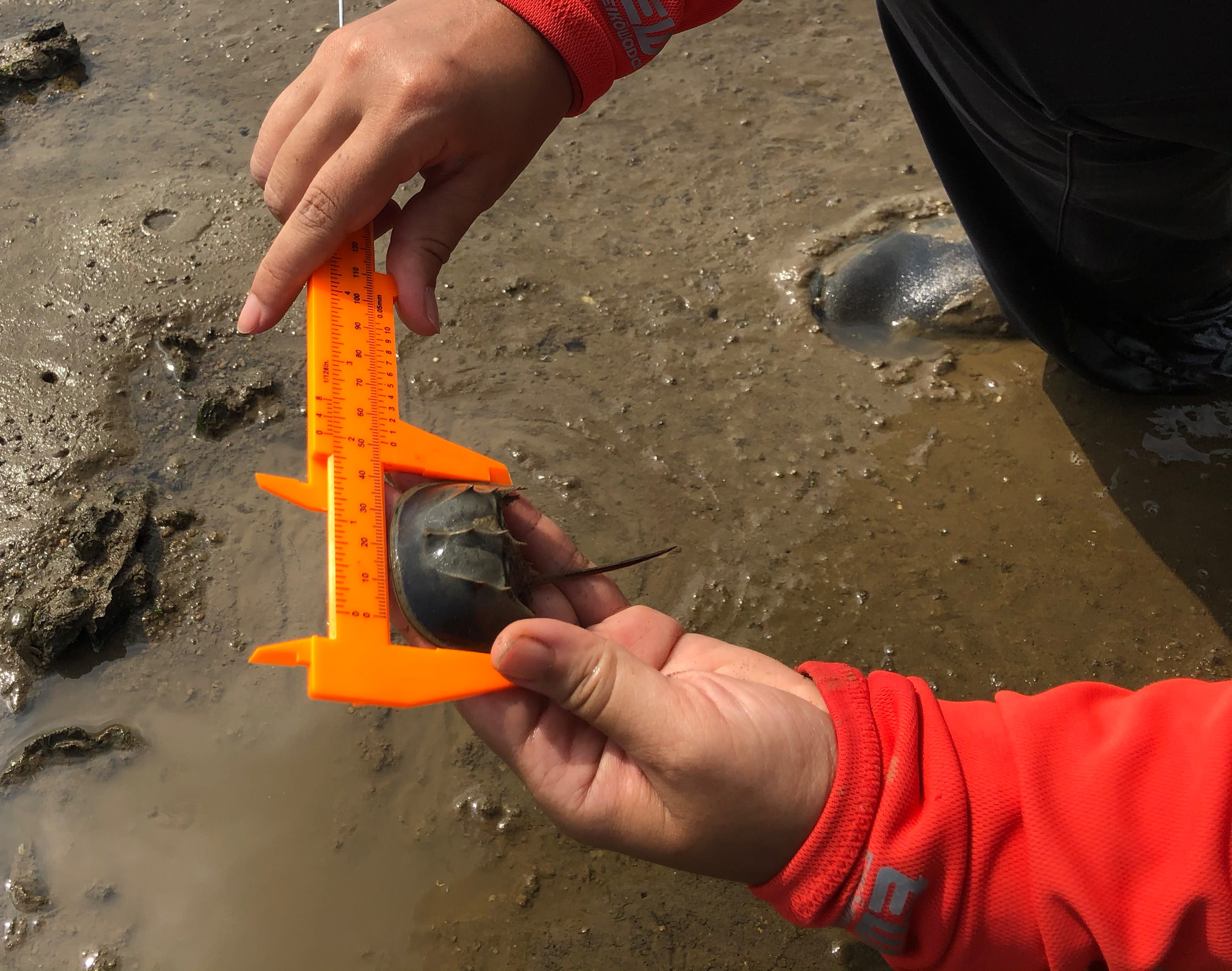 A person holds a juvenile horseshoe crab and measures it using an orange ruler.