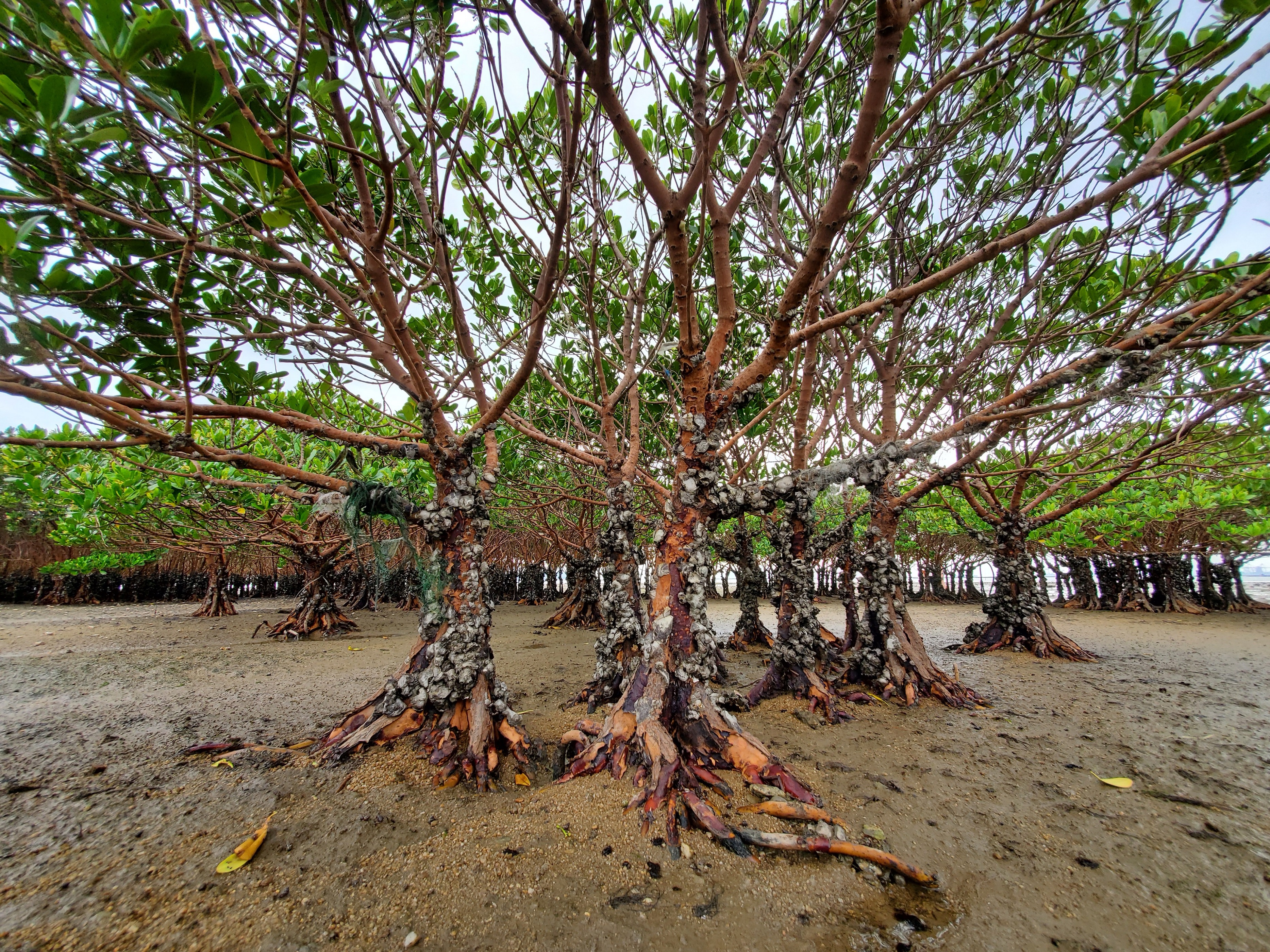 Exposed mangrove roots, Pak Nai.