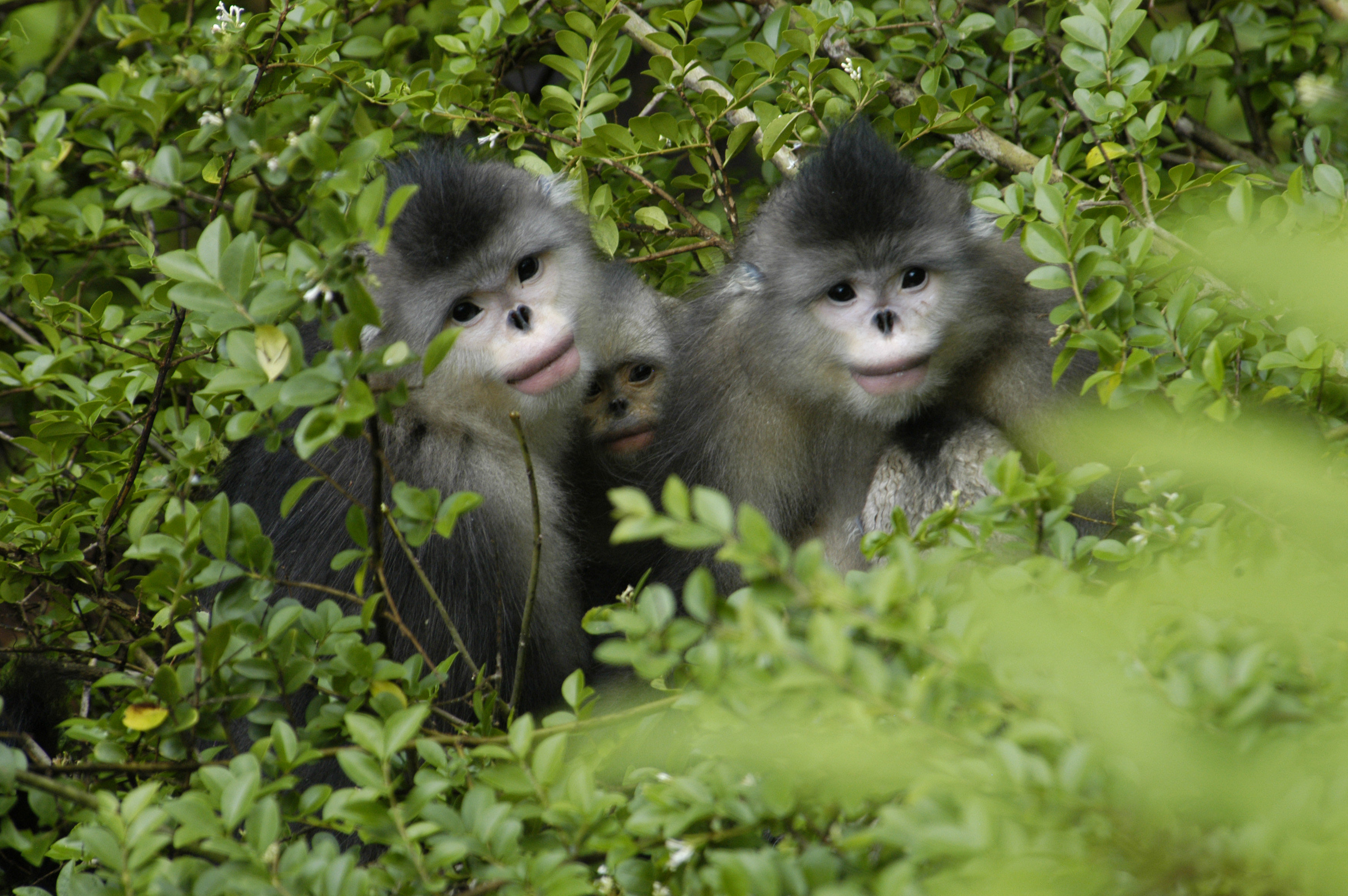 3 small black and white monkeys with flat noses peer out of green shrubbery