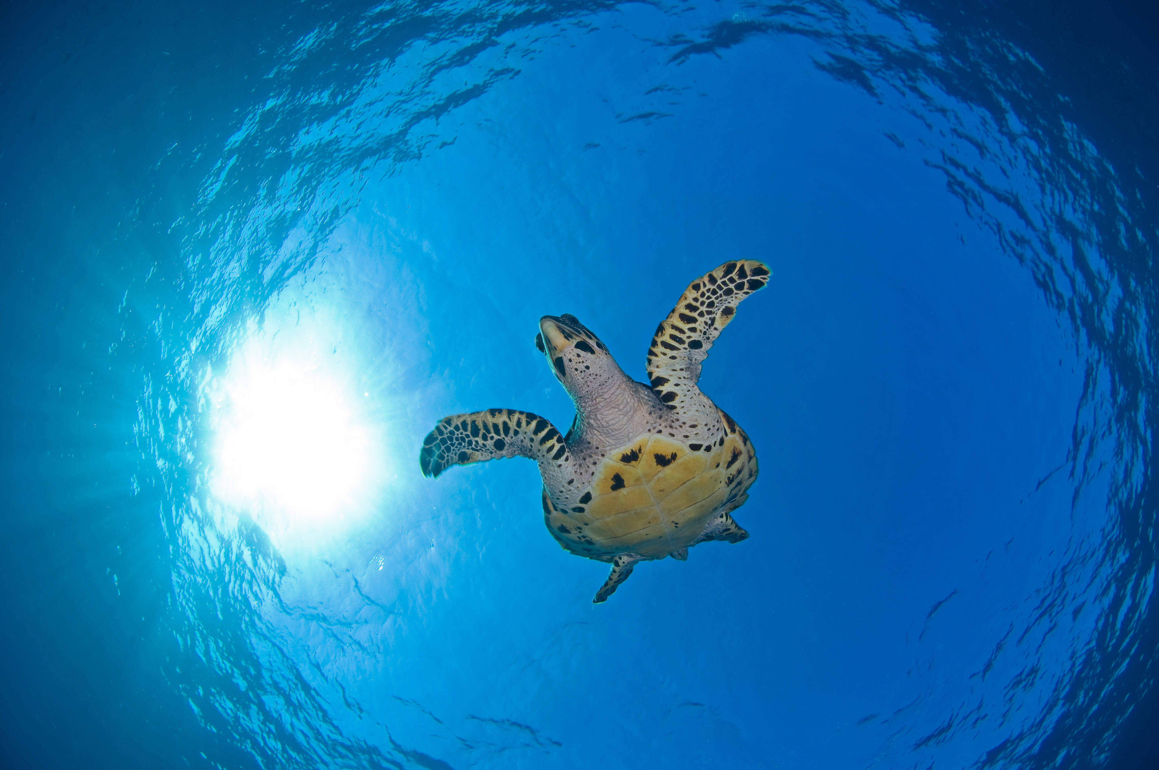 A skyward image of a hawksbill sea turtle gliding through clear blue ocean water. Above the turtle is the ocean surface glimmering with sunlight