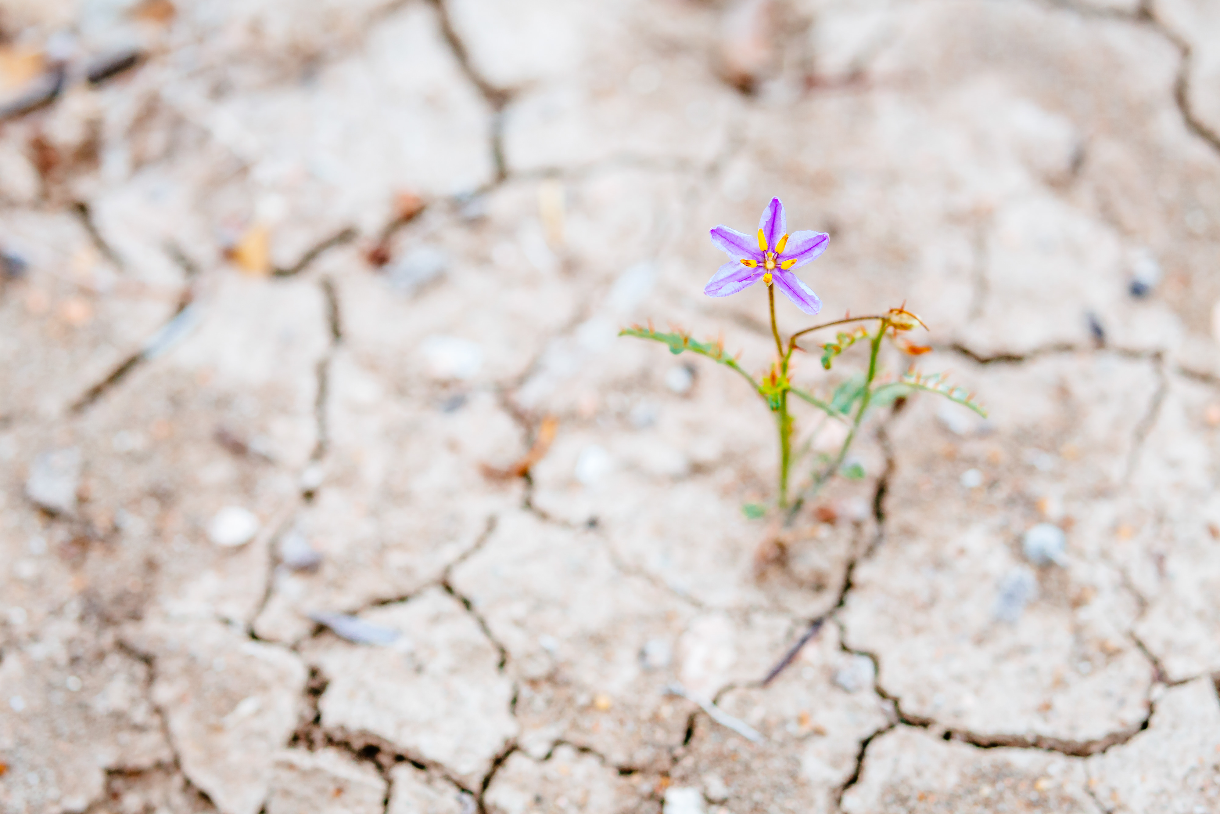 a lone purple flower grows from cracked, arid ground