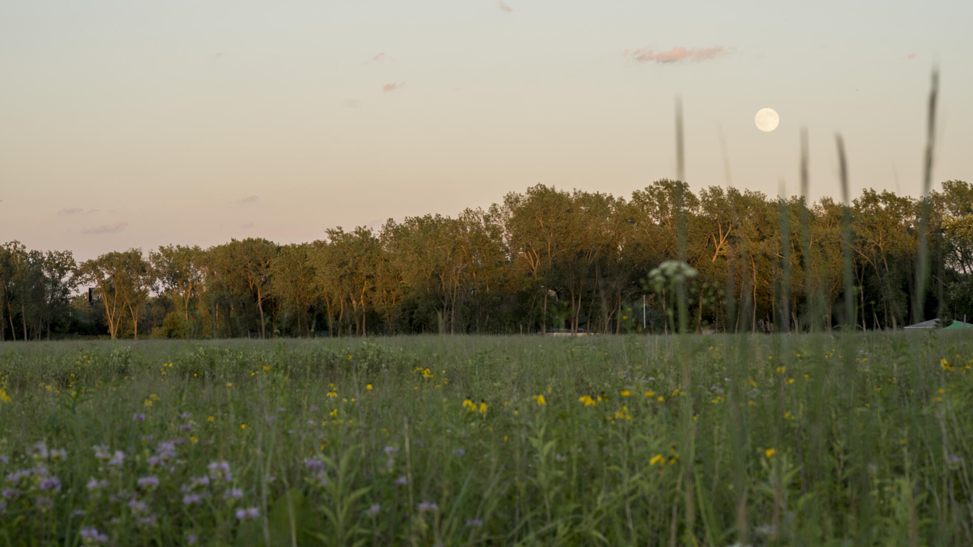 The moon appears above trees and open prairie.