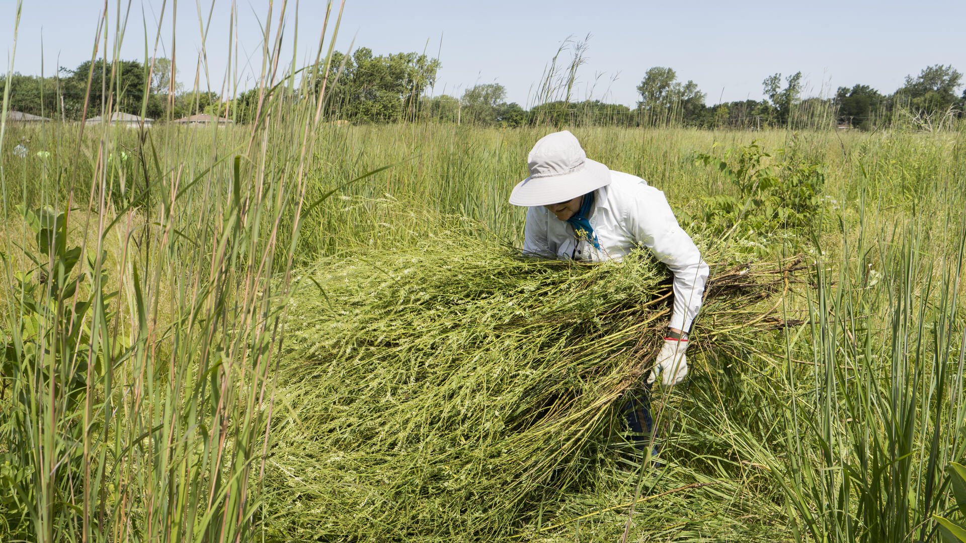 A volunteer removing invasive brush in a prairie.