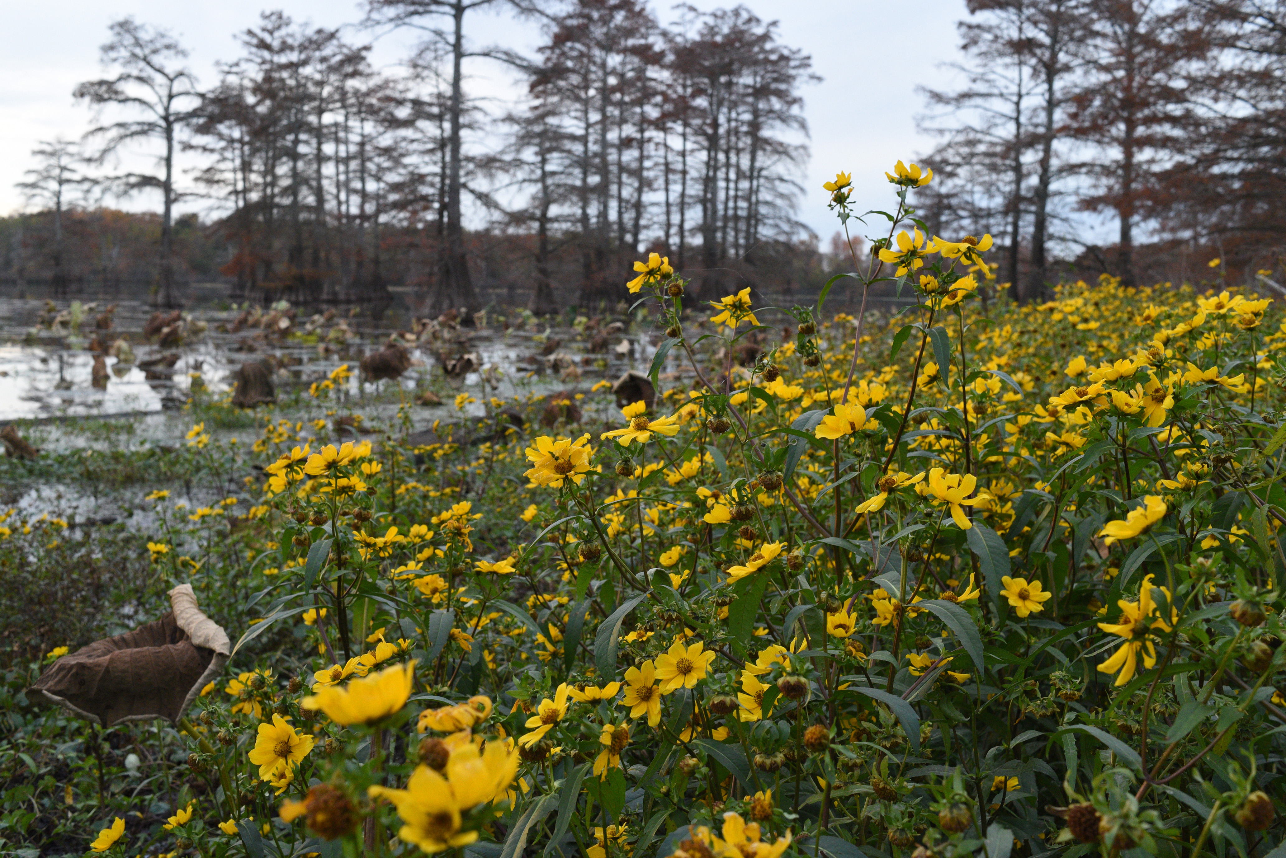 A close-up of yellow wildflowers with trees and wetlands in the distance.