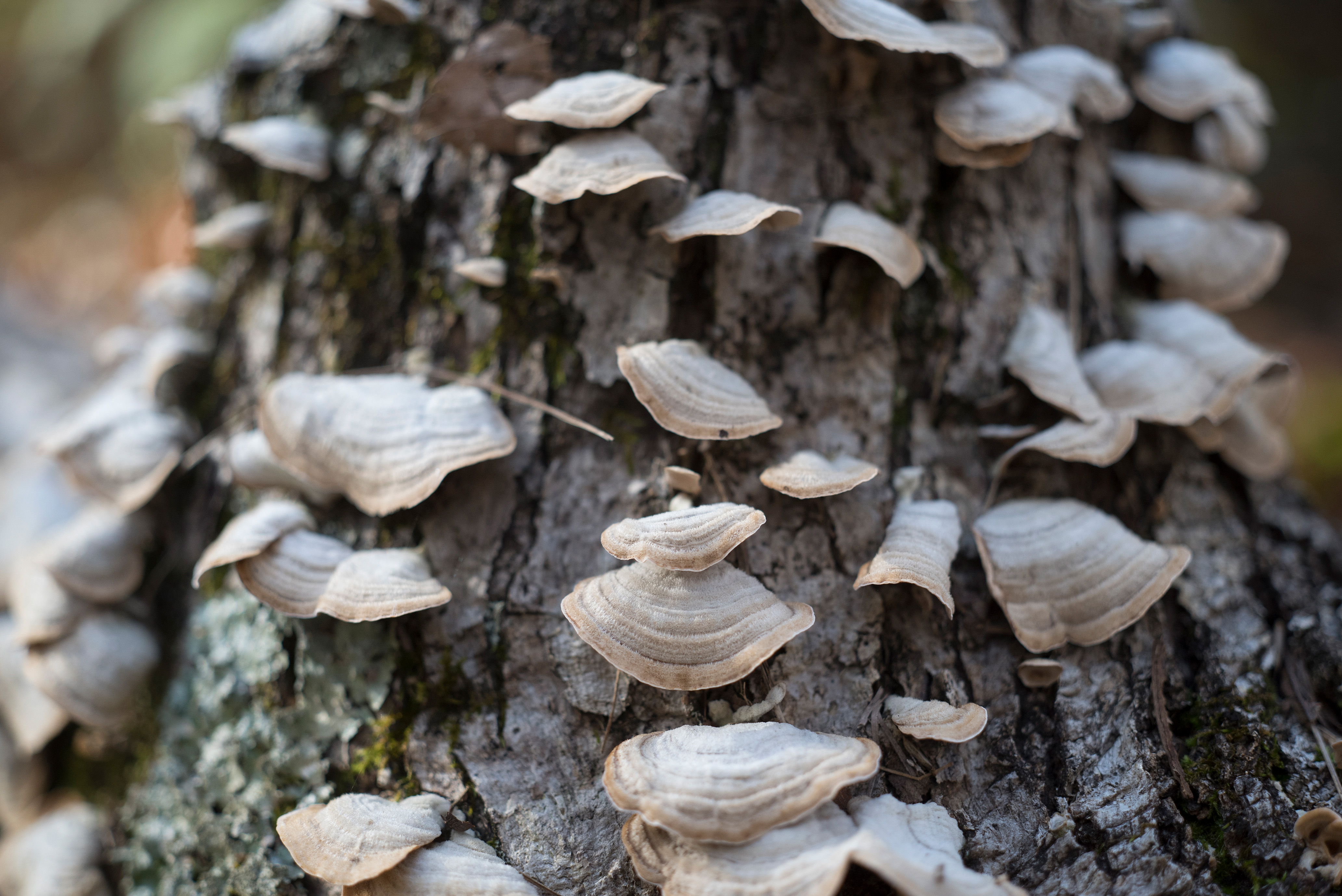 Shelf fungus growing out of a tree.