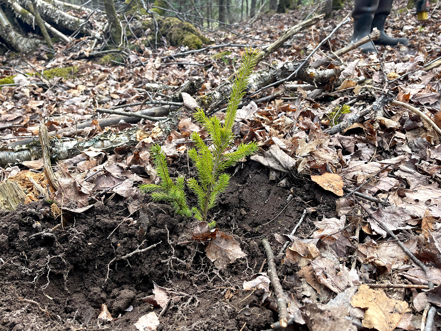 A new tree begins to grow in Ottawa National Forest.