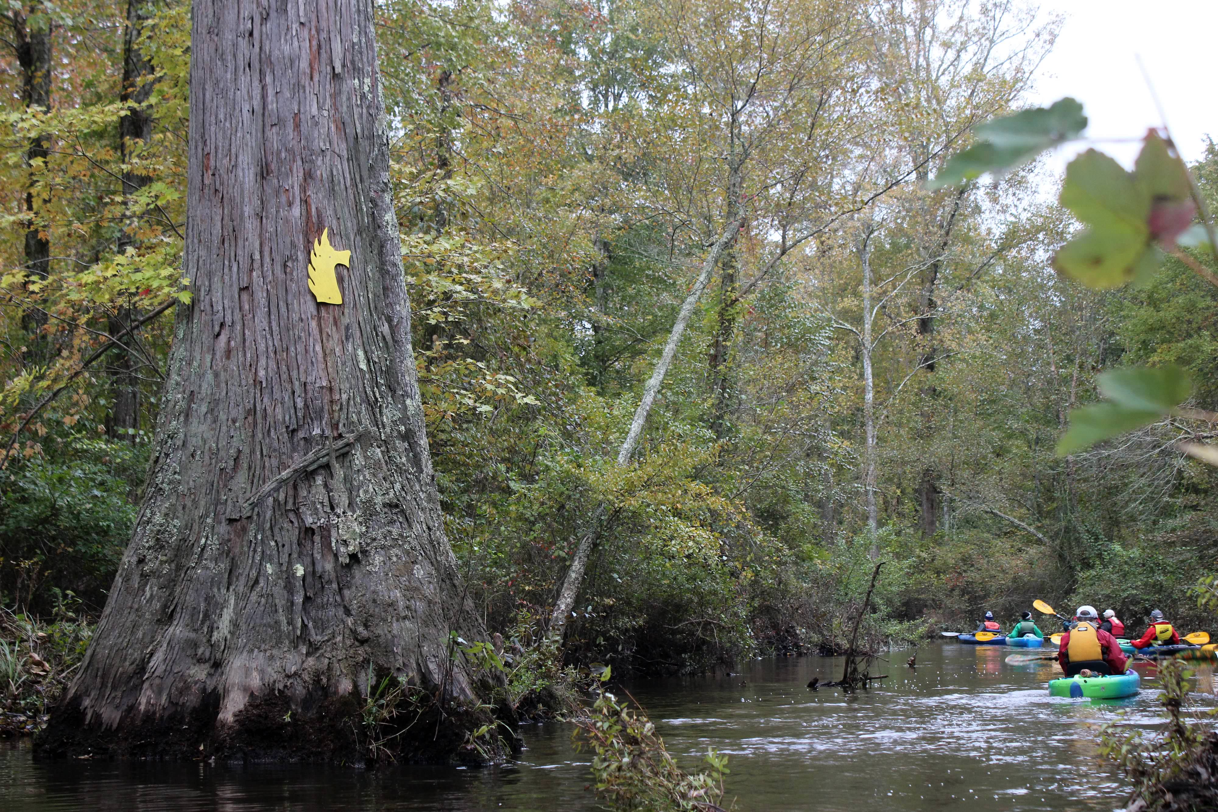 A group of paddlers approach a curve in the creek. In the foreground, a yellow dragon shaped blaze on a tree marks the way.