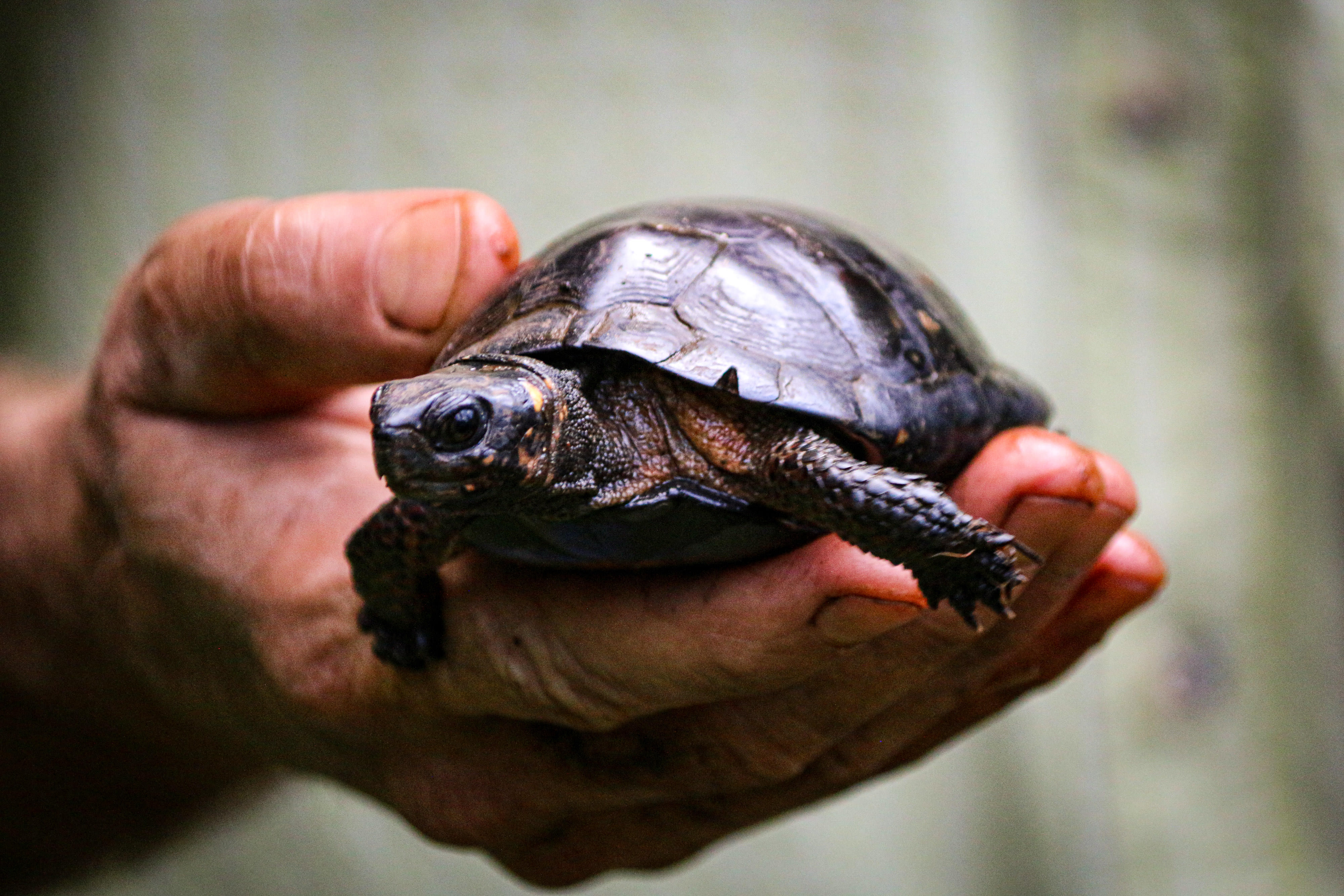 A muddy hand holds a small brown turtle.