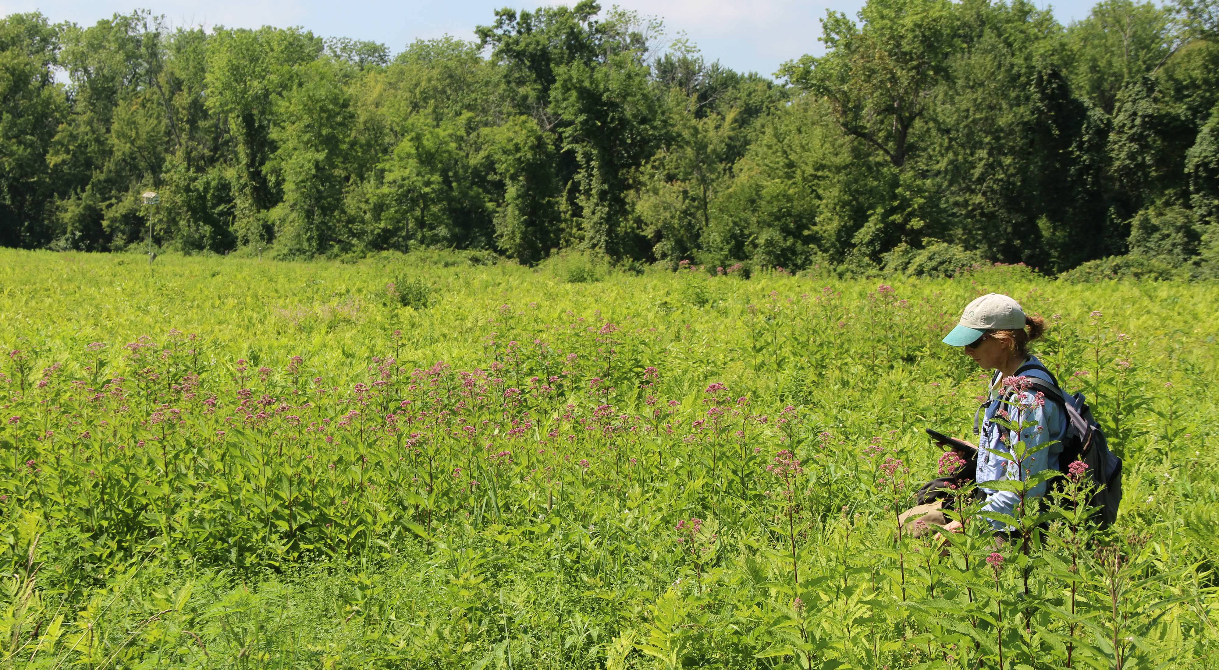 A woman stands among bright green plants in a field with lush trees in the background.