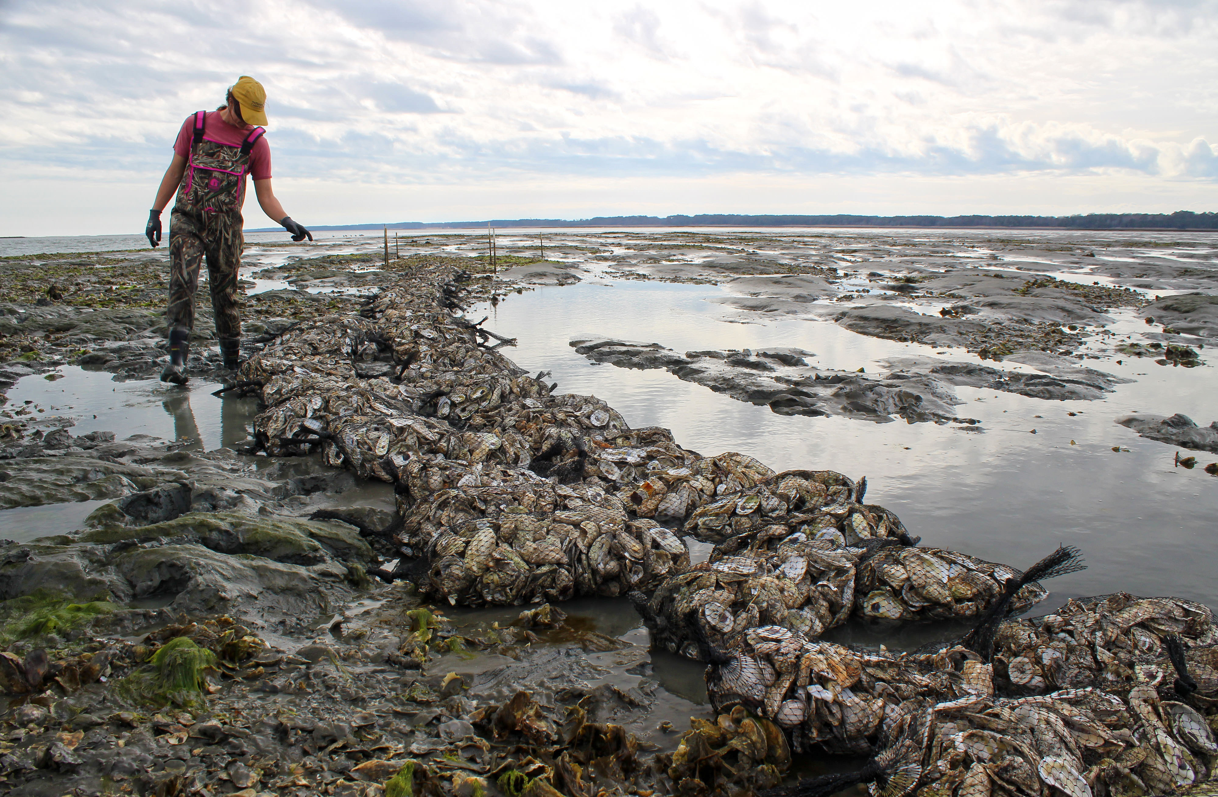 Large mesh bags filled with oyster shells are arranged in two rows on an exposed restored oyster reef during low tide. A woman wearing chest waders stands at the edge of the reef counting bags. 