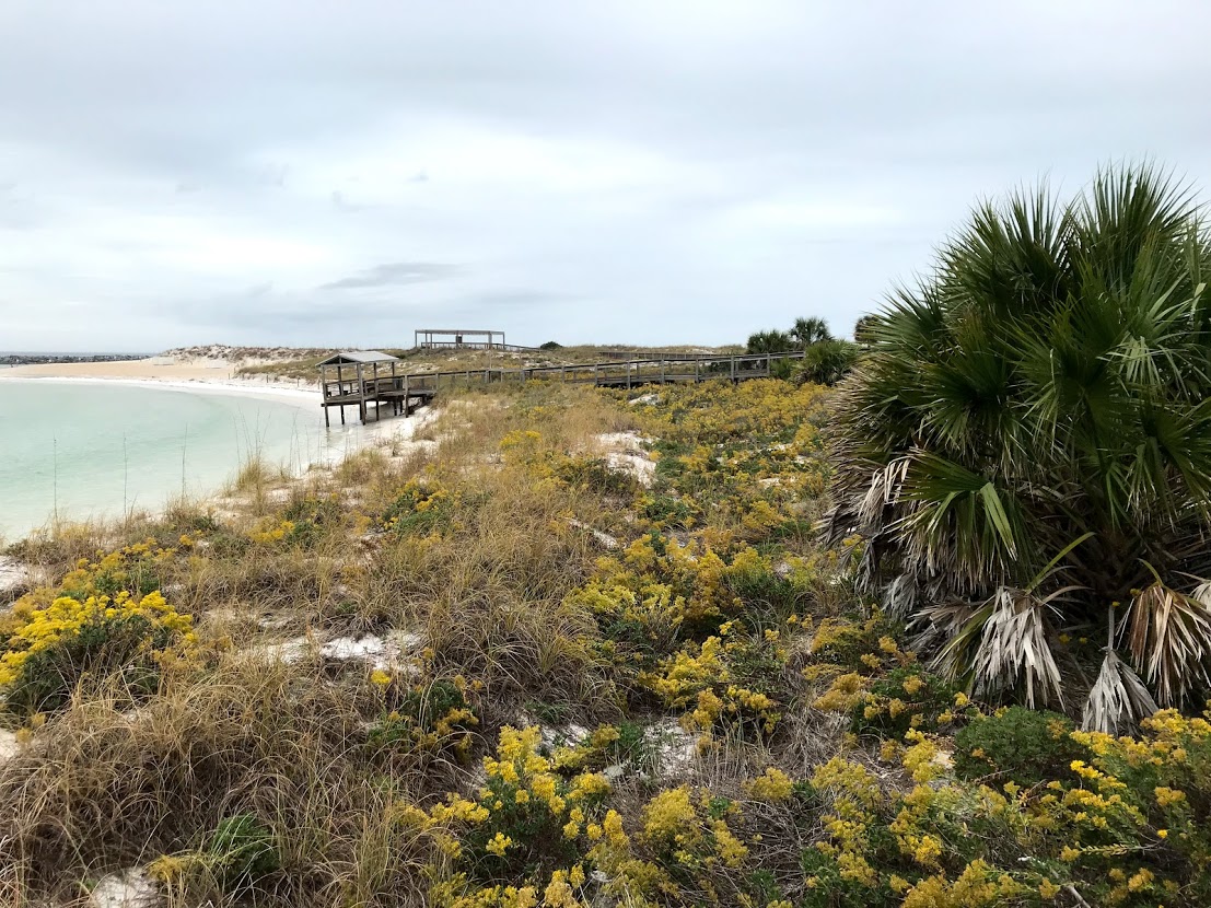 Shoreline with vegetation and a dock in the background.