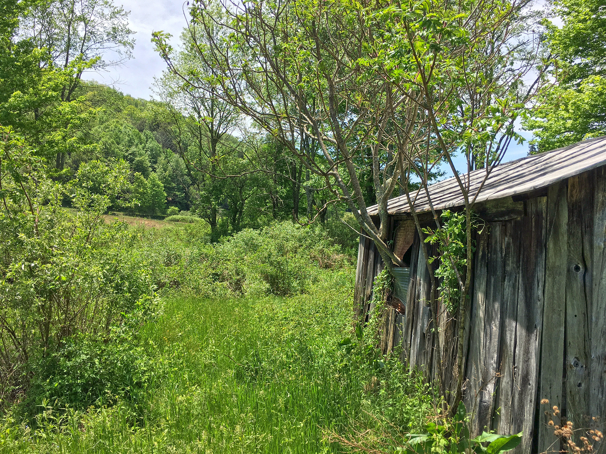 Tree branches poke through the windows of an old outbuilding. The wooden structure is unpainted. The boards are gray with age.