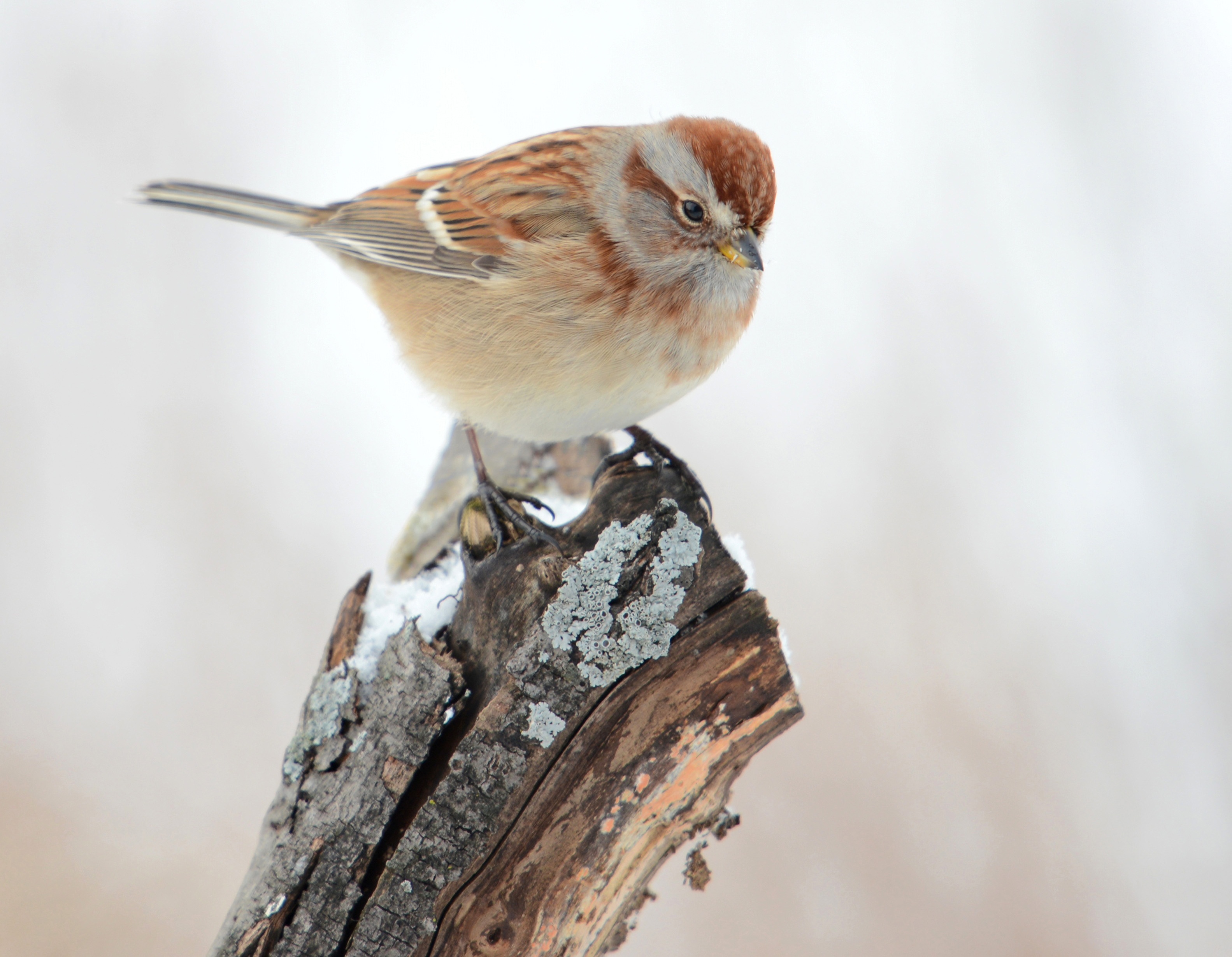 A small brown bird sits on a branch-tip in the snow. 