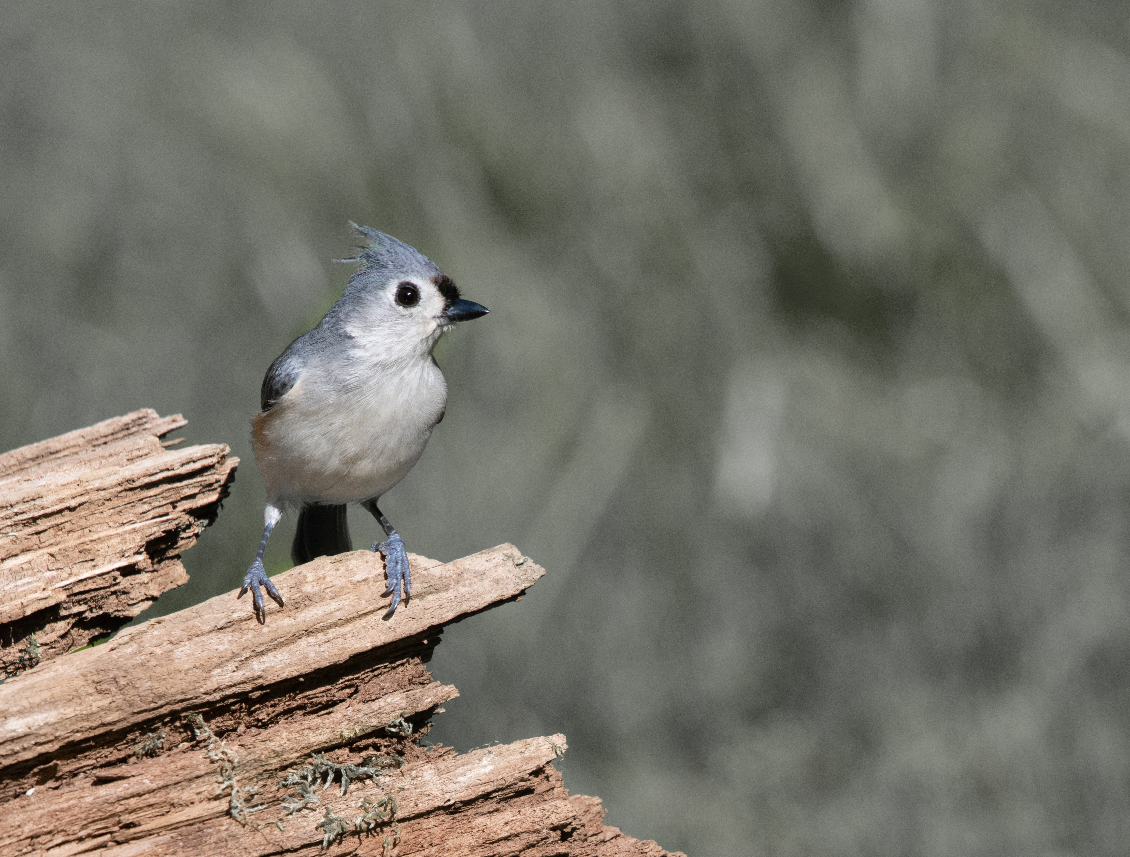 Greyis bird with white breast perched on fallen log.