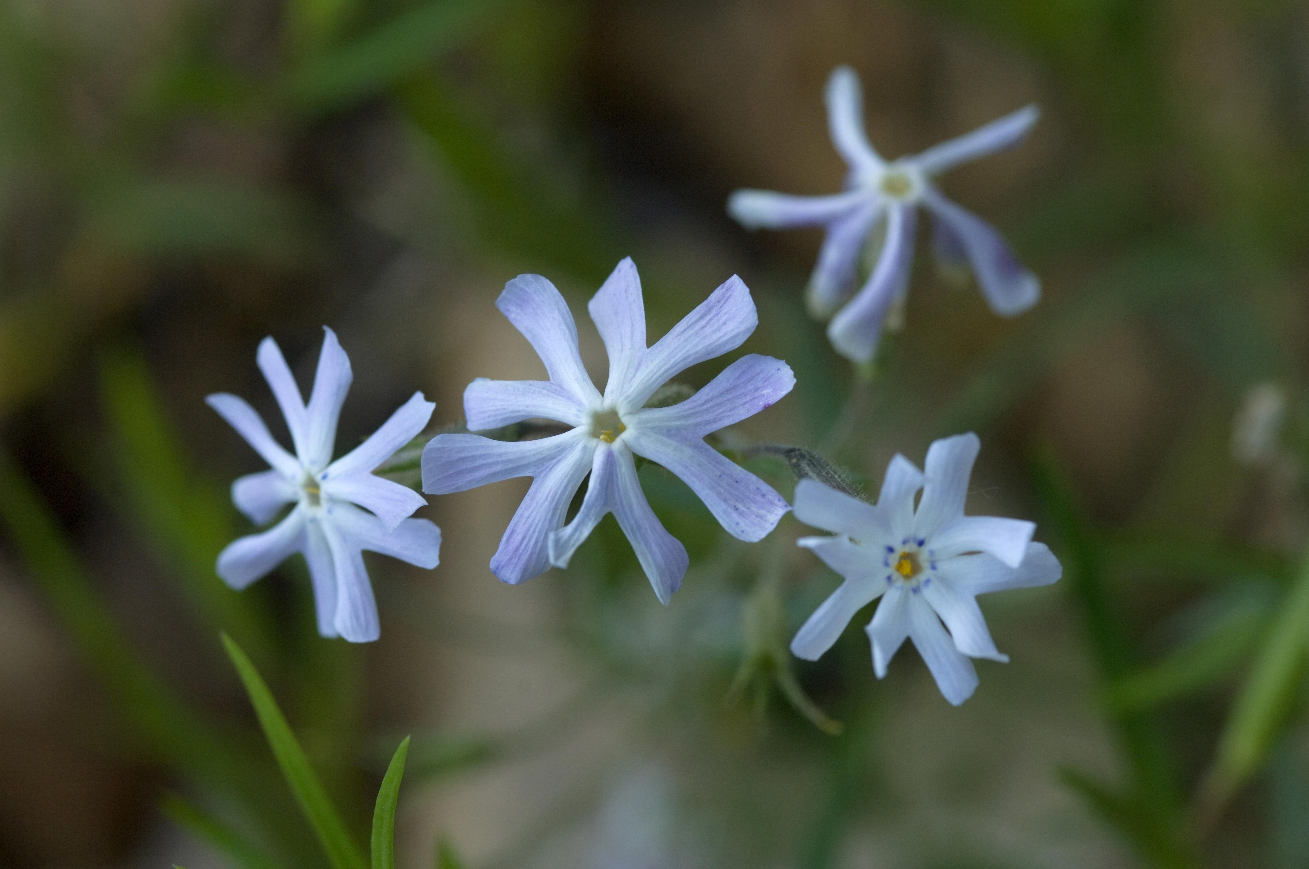 Closeup of light blue wildflowers.