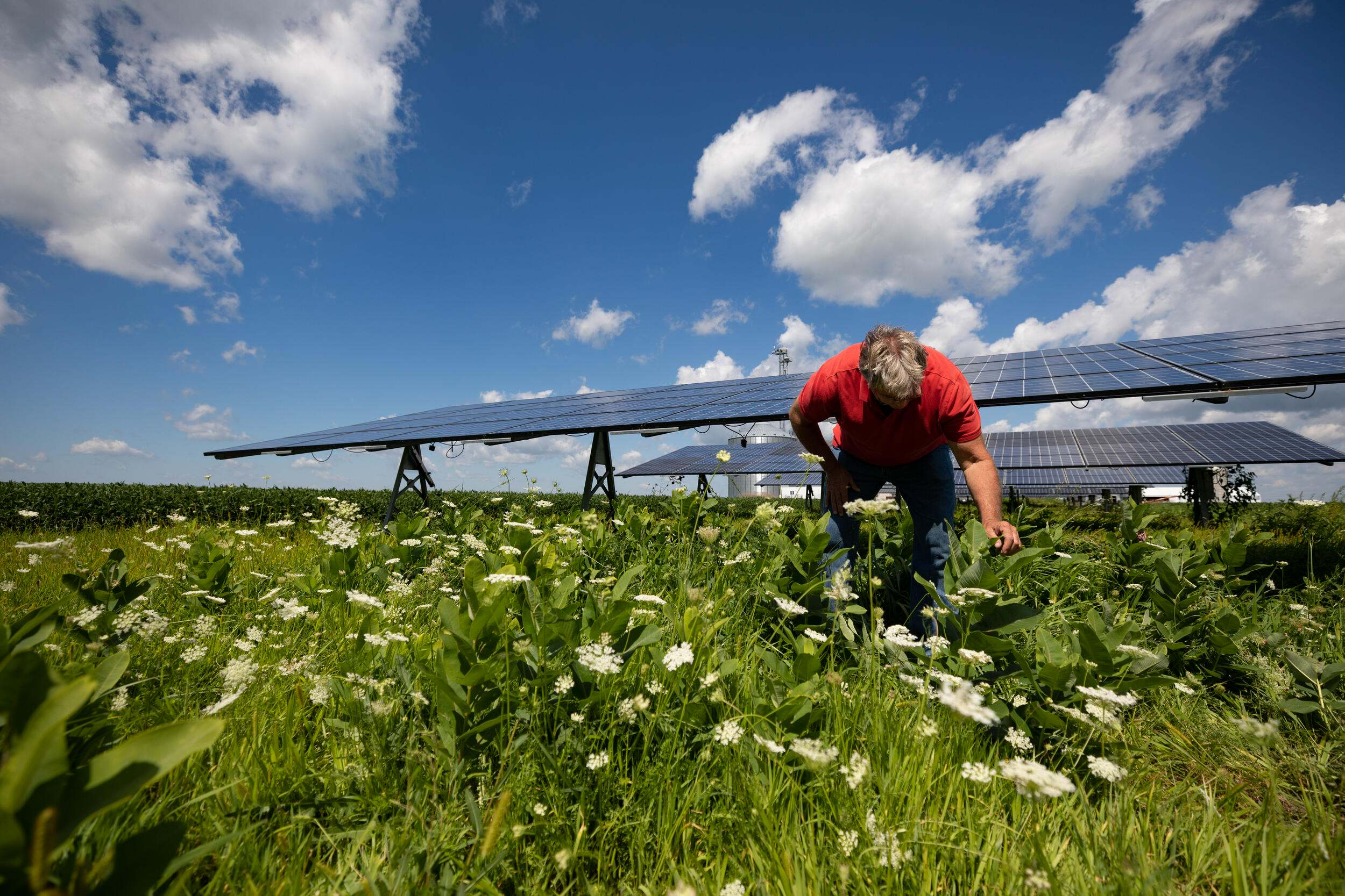 A person bends over in a field to look at plants; solar panels are behind the person.