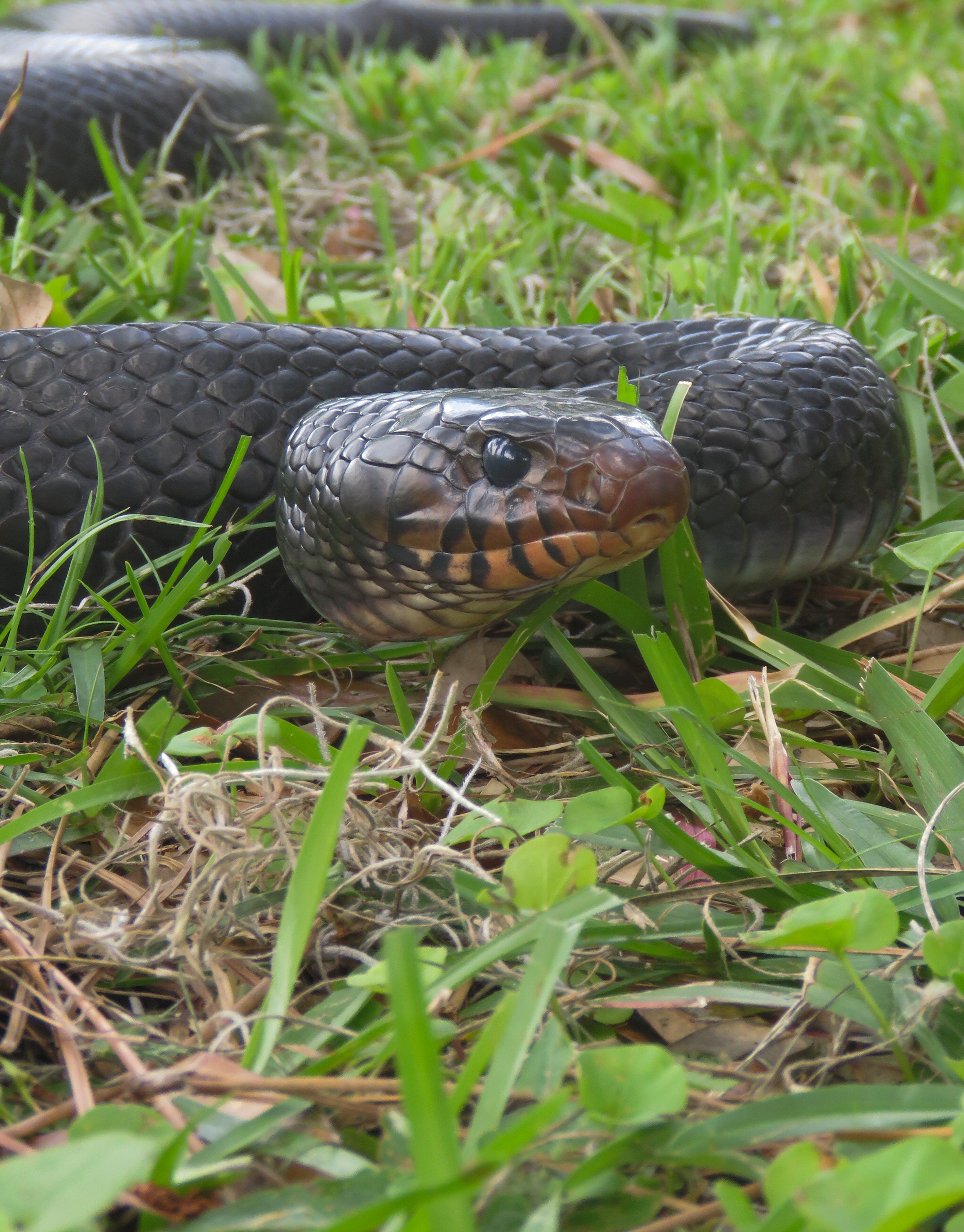 Eastern indigo snake in an S shape in the grass. 