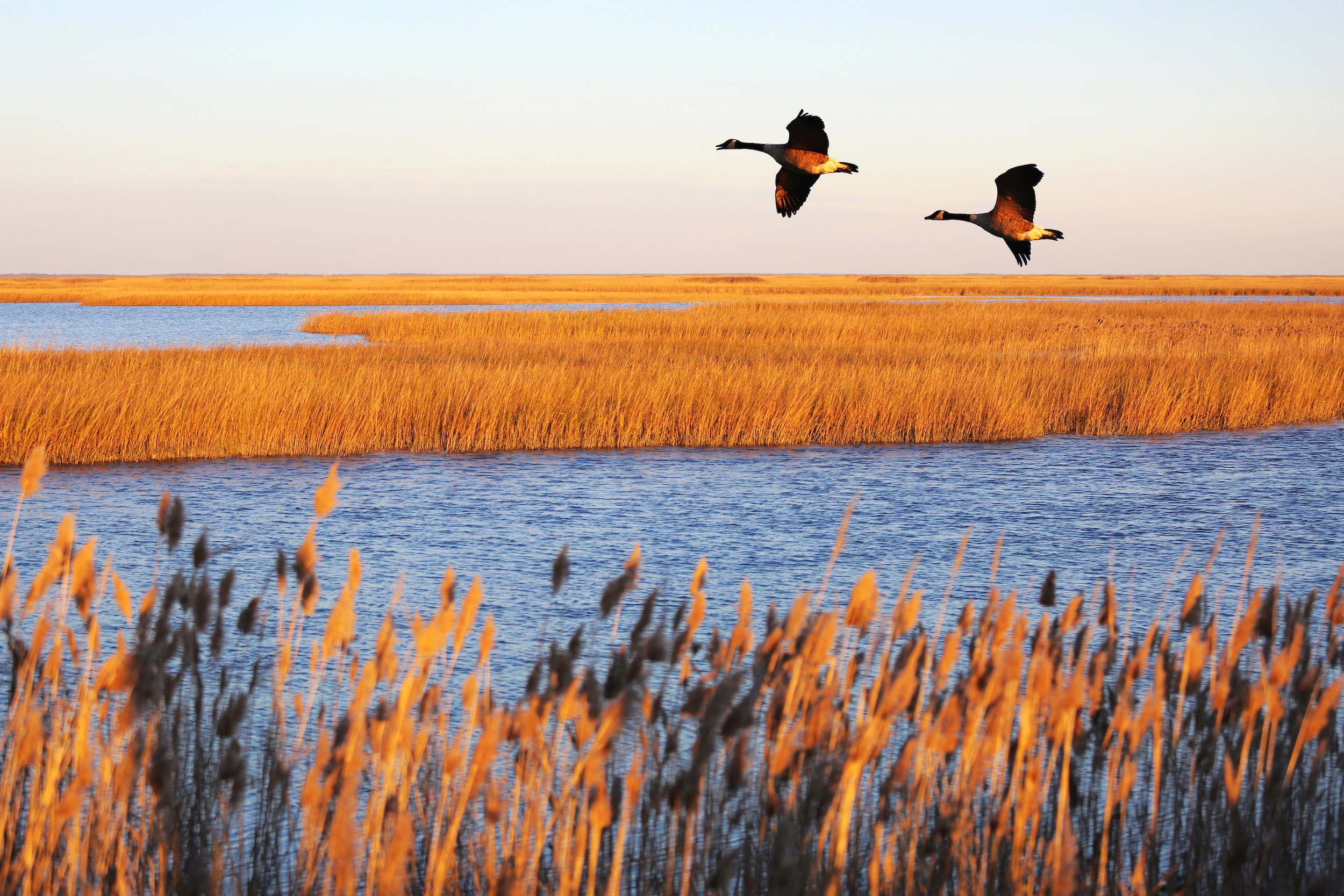 A view of Bombay Hook National Wildlife Refuge showing two geese flying across a marsh.