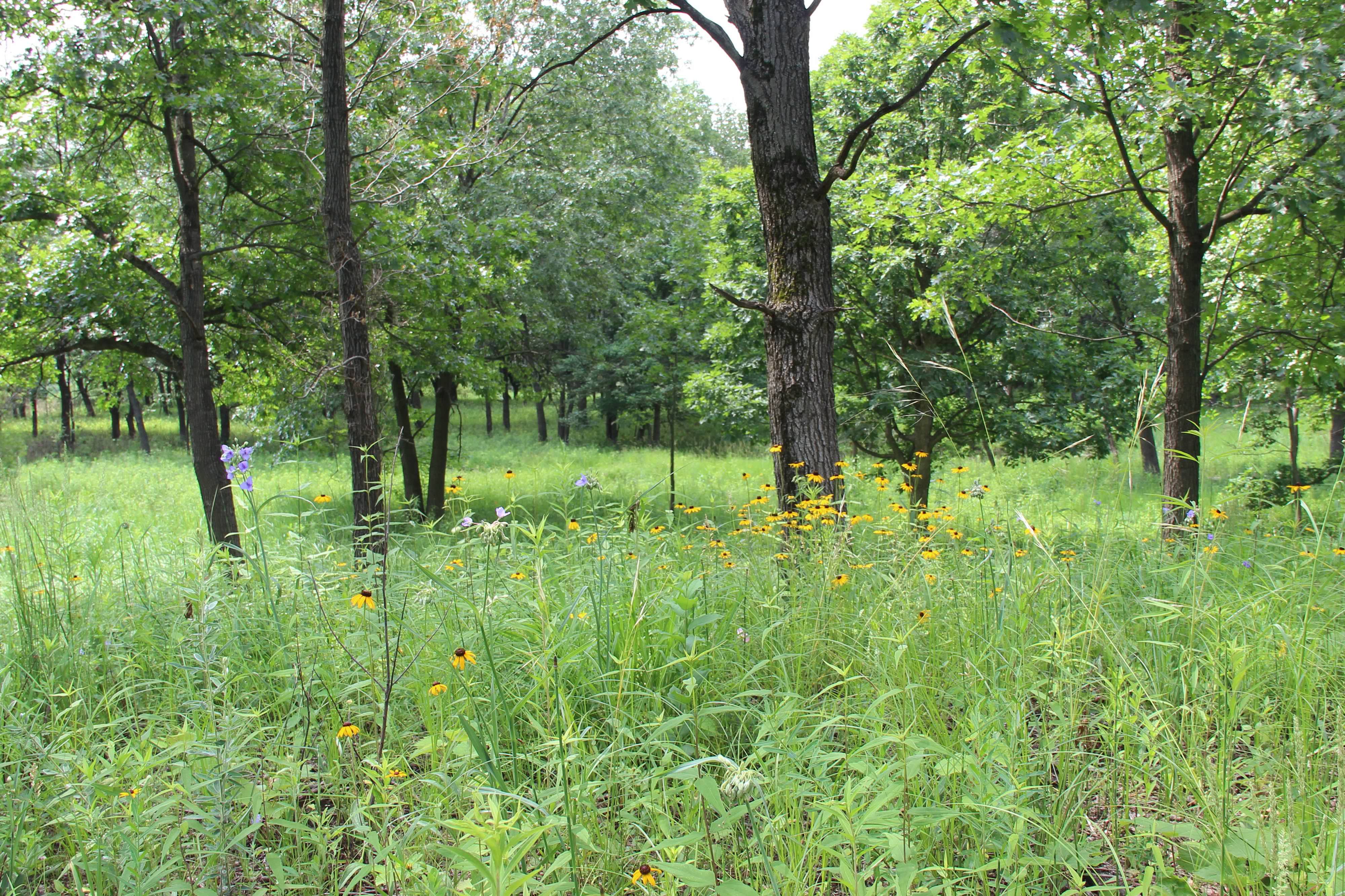 Image of grasses and sparse trees at Ivanhoe Dune & Swale nature preserve.