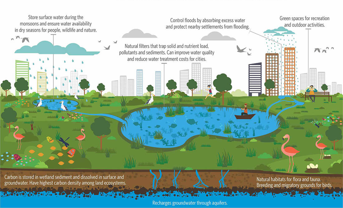 A graphic showing the water cycle of a wetland.