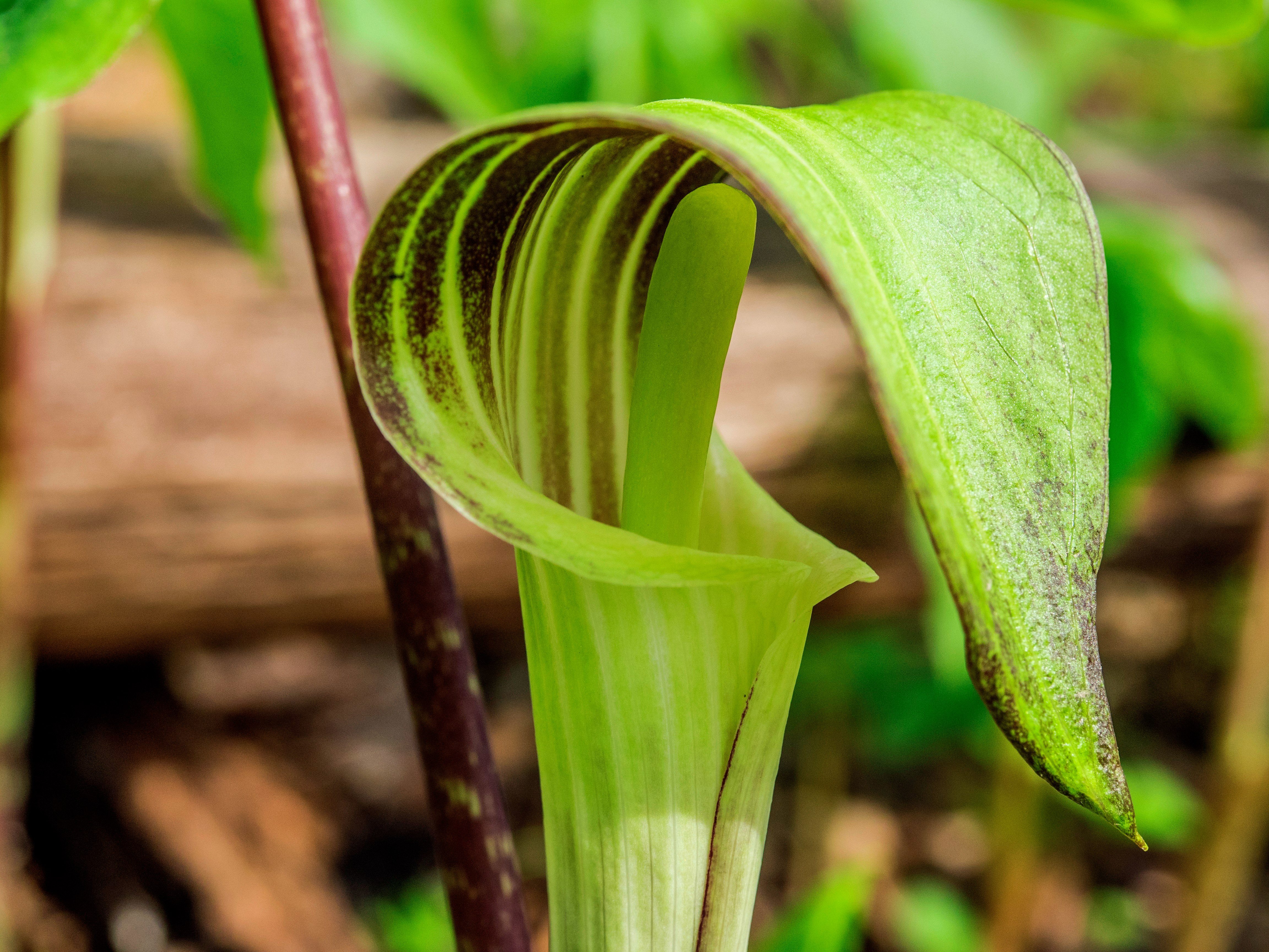 Jack-in-the-Pulpit.