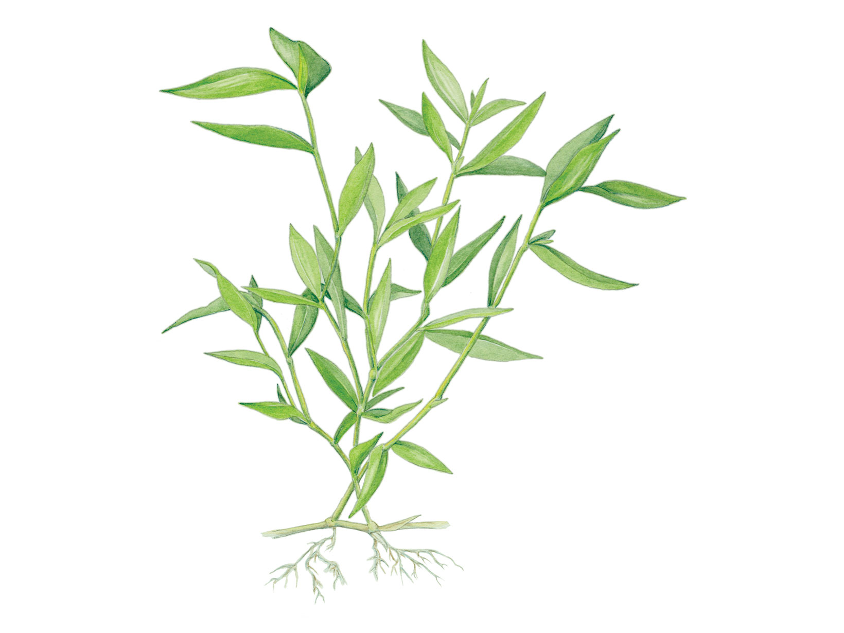 An illustration of several long stems filled with single lobed leaves. 