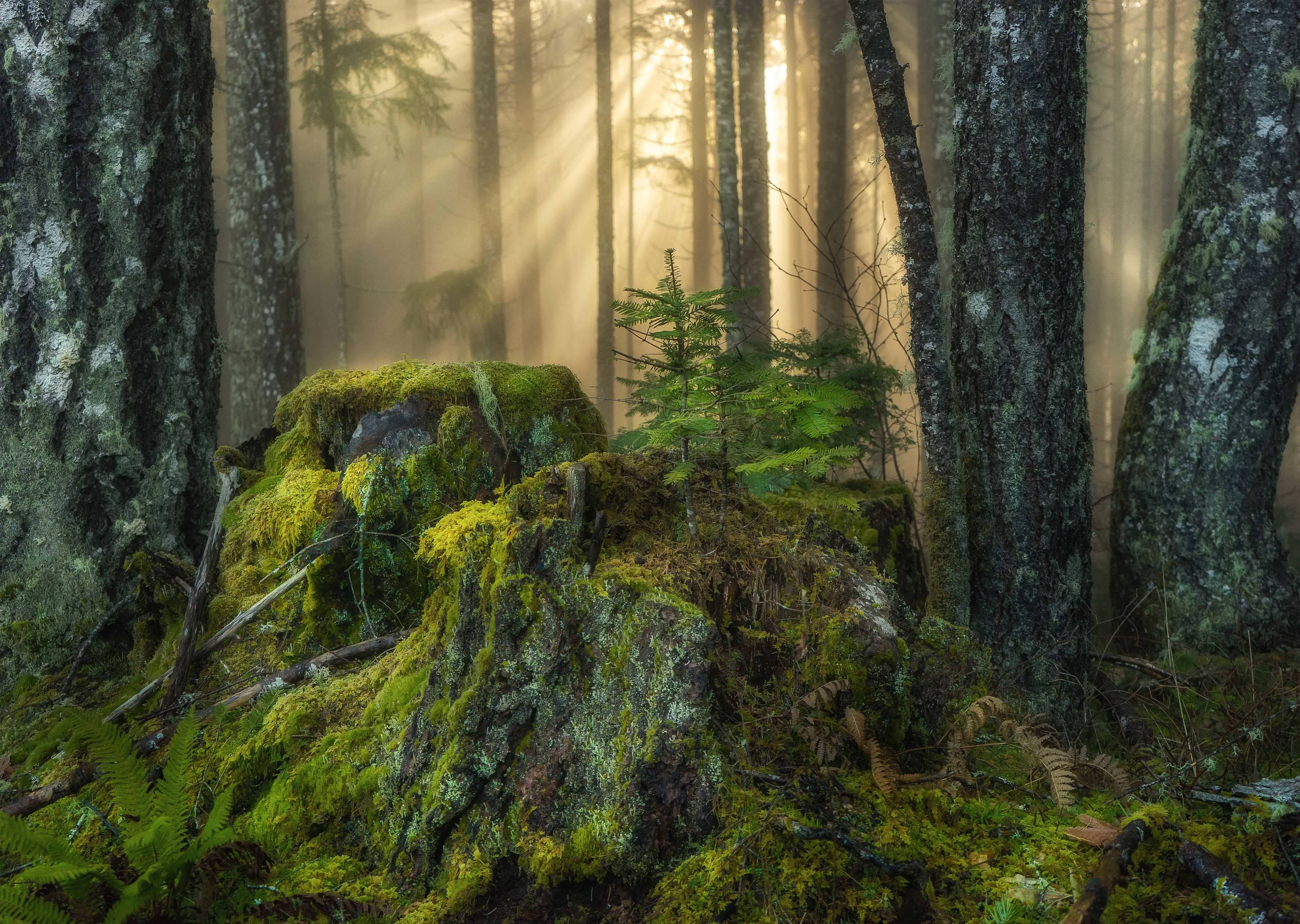 Sunlight beams through trees in a forest with moss covering rocks in the foreground.