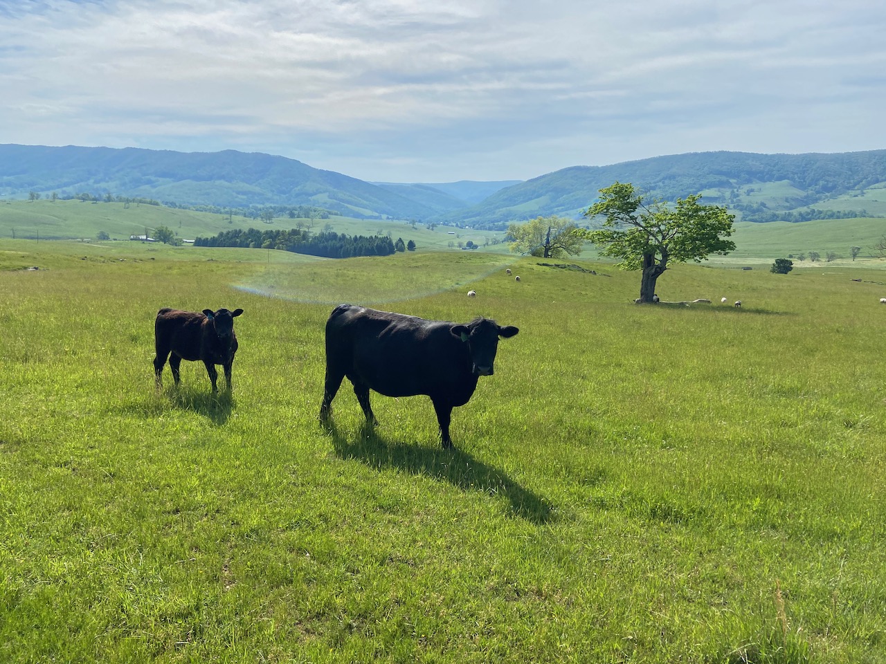 Two black cows stands in a green open field. A blue tinged mountain ridge sits on the horizon in the background.