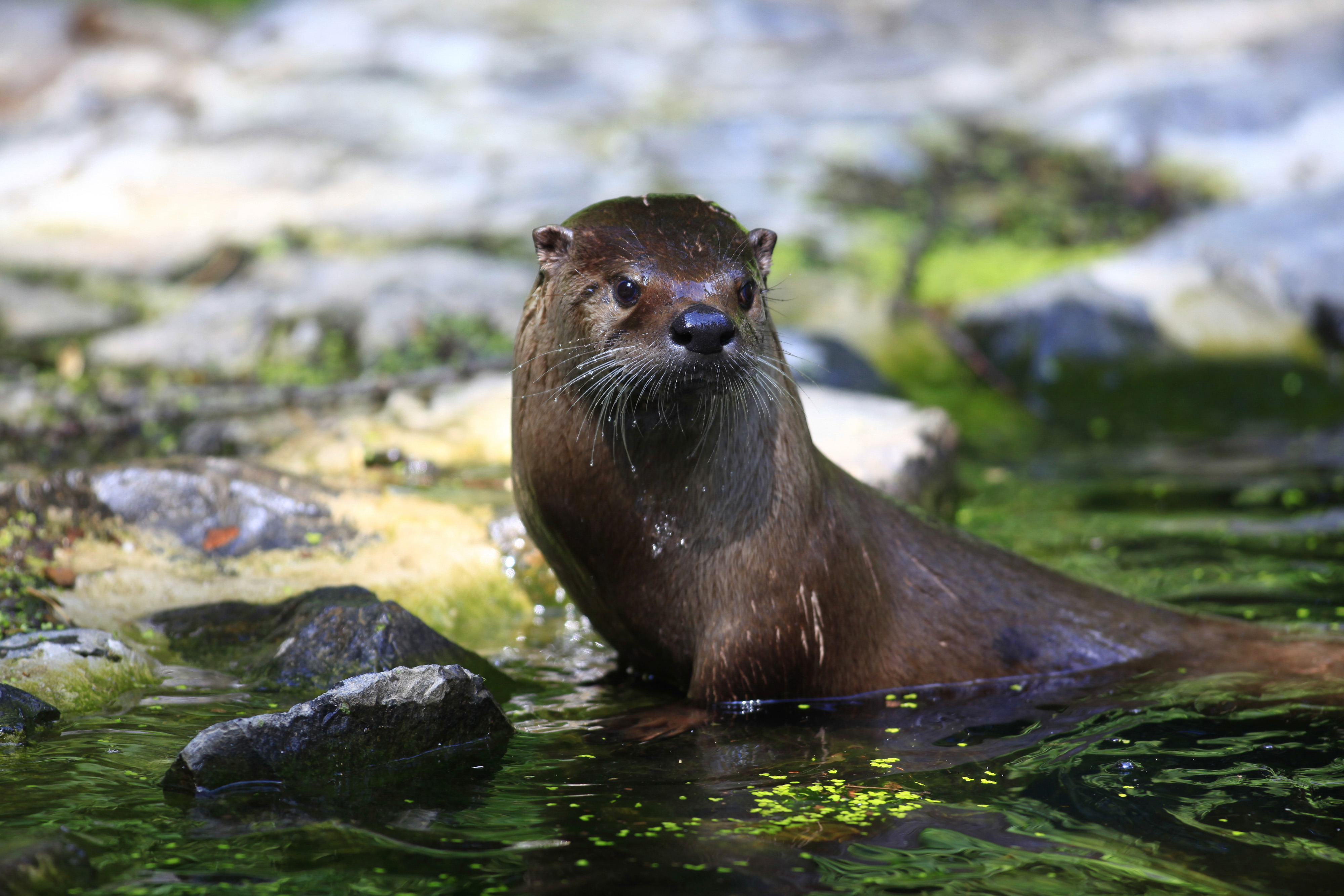 A brown otter rests in waters of a small creek.