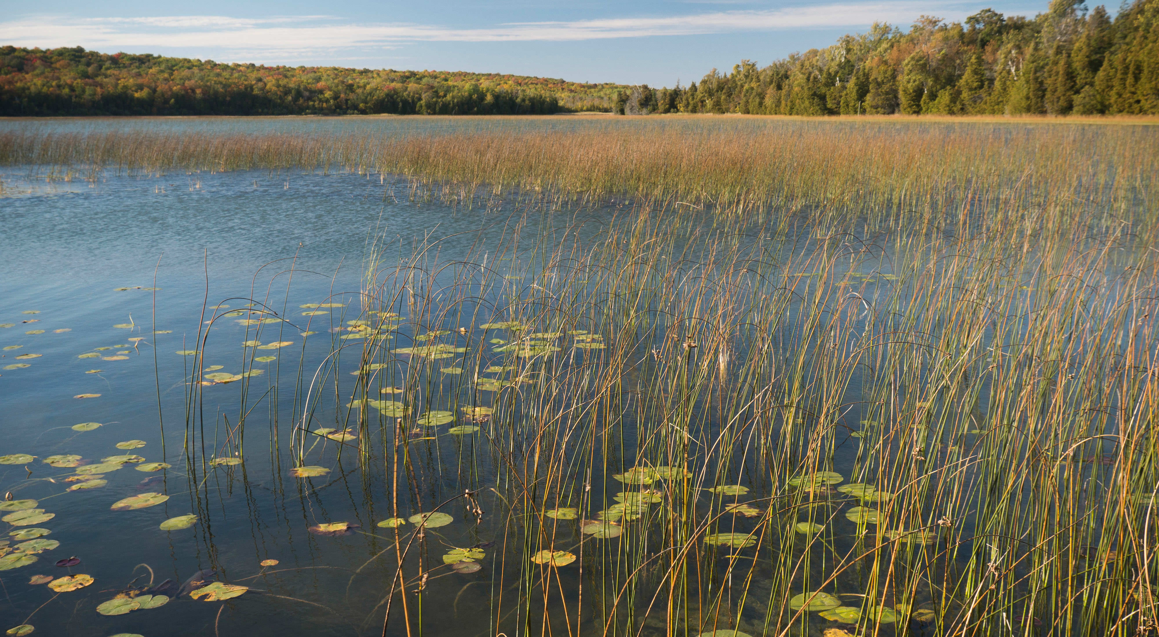 A lake with lily pads and grasses