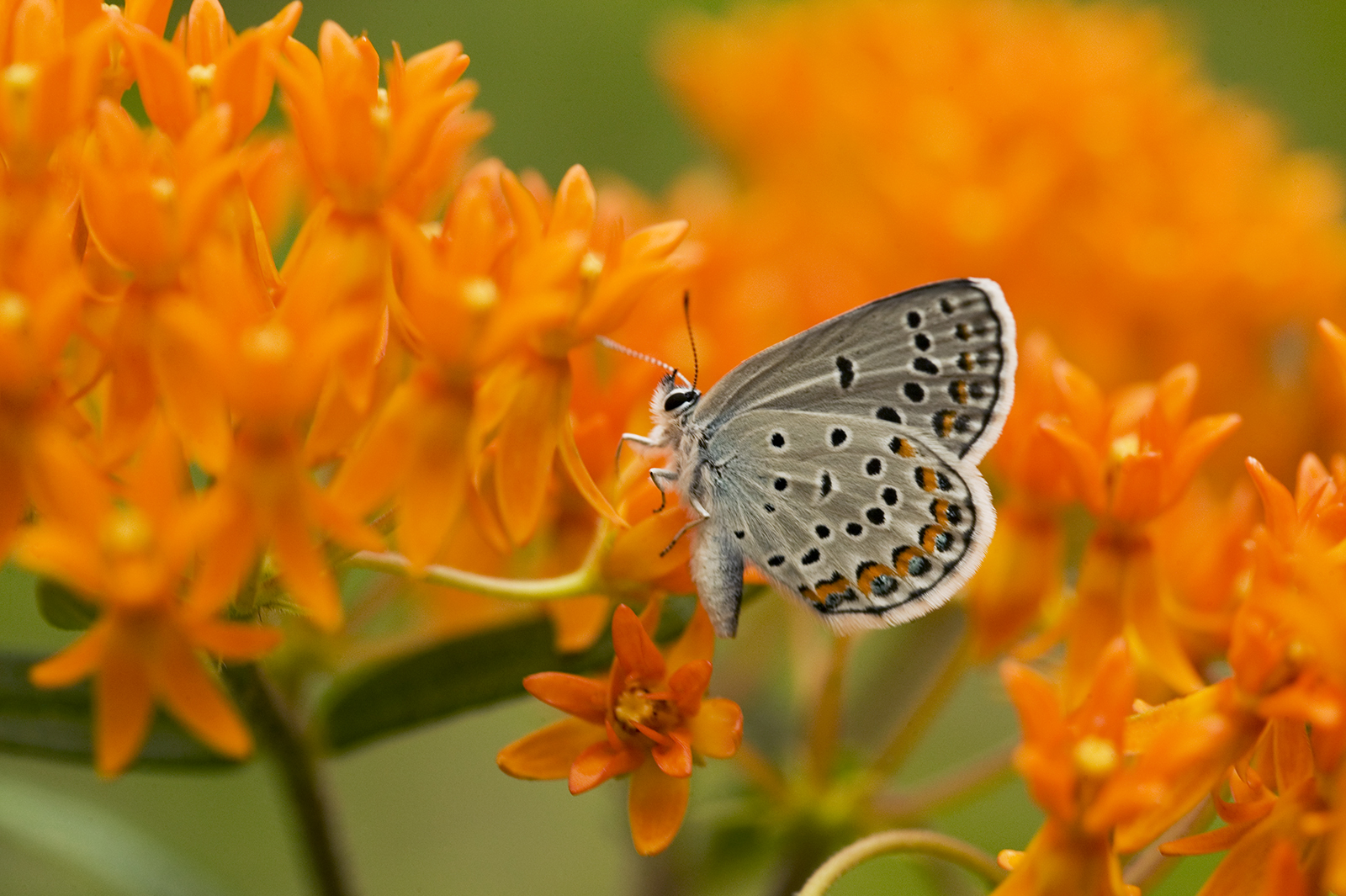 A small blue-gray butterfly with dark spots sits on a cluster of bright orange flowers.