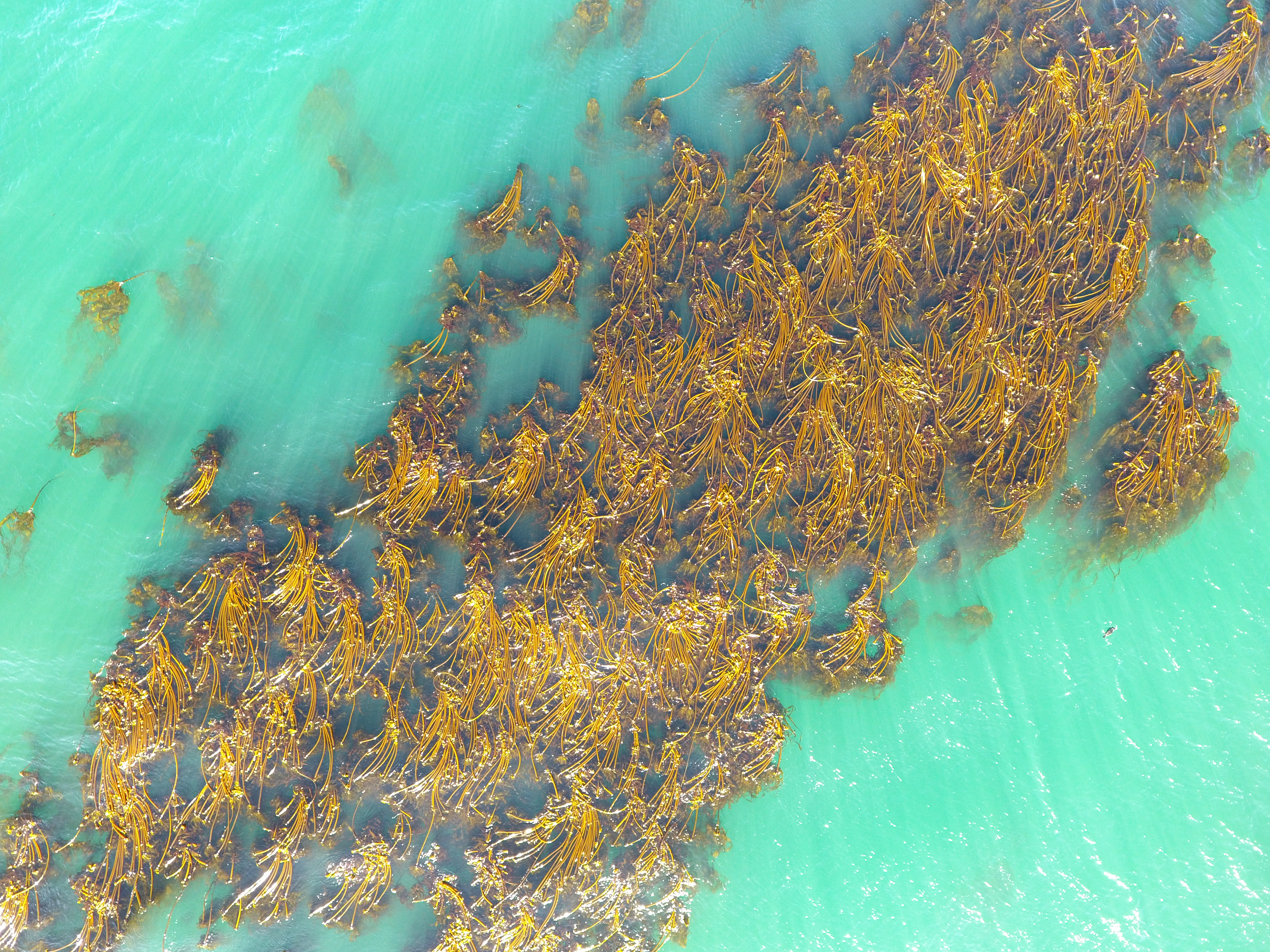 An aerial view of a kelp forest from a drone. 