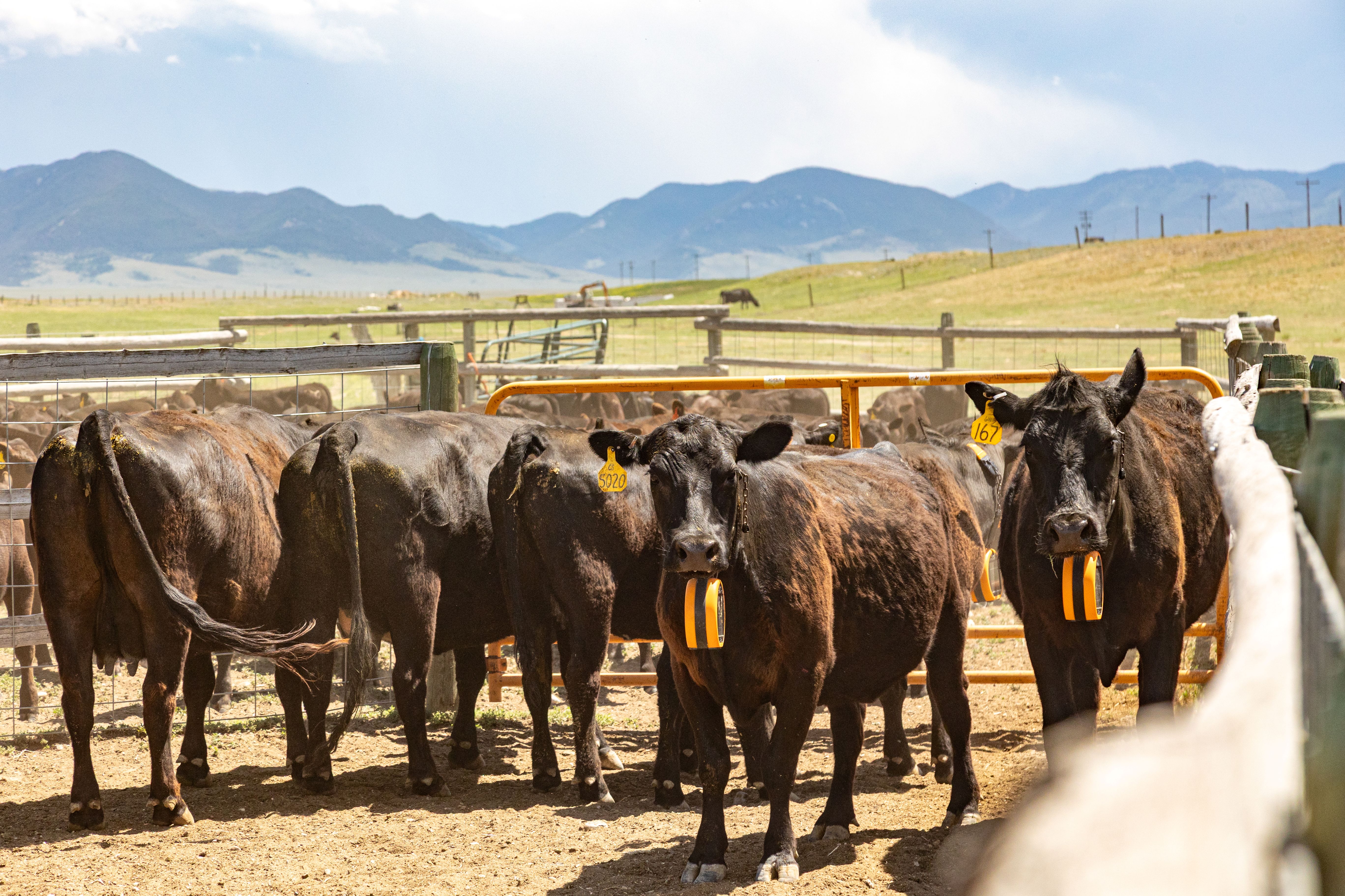Two cows wear yellow GPS collars.