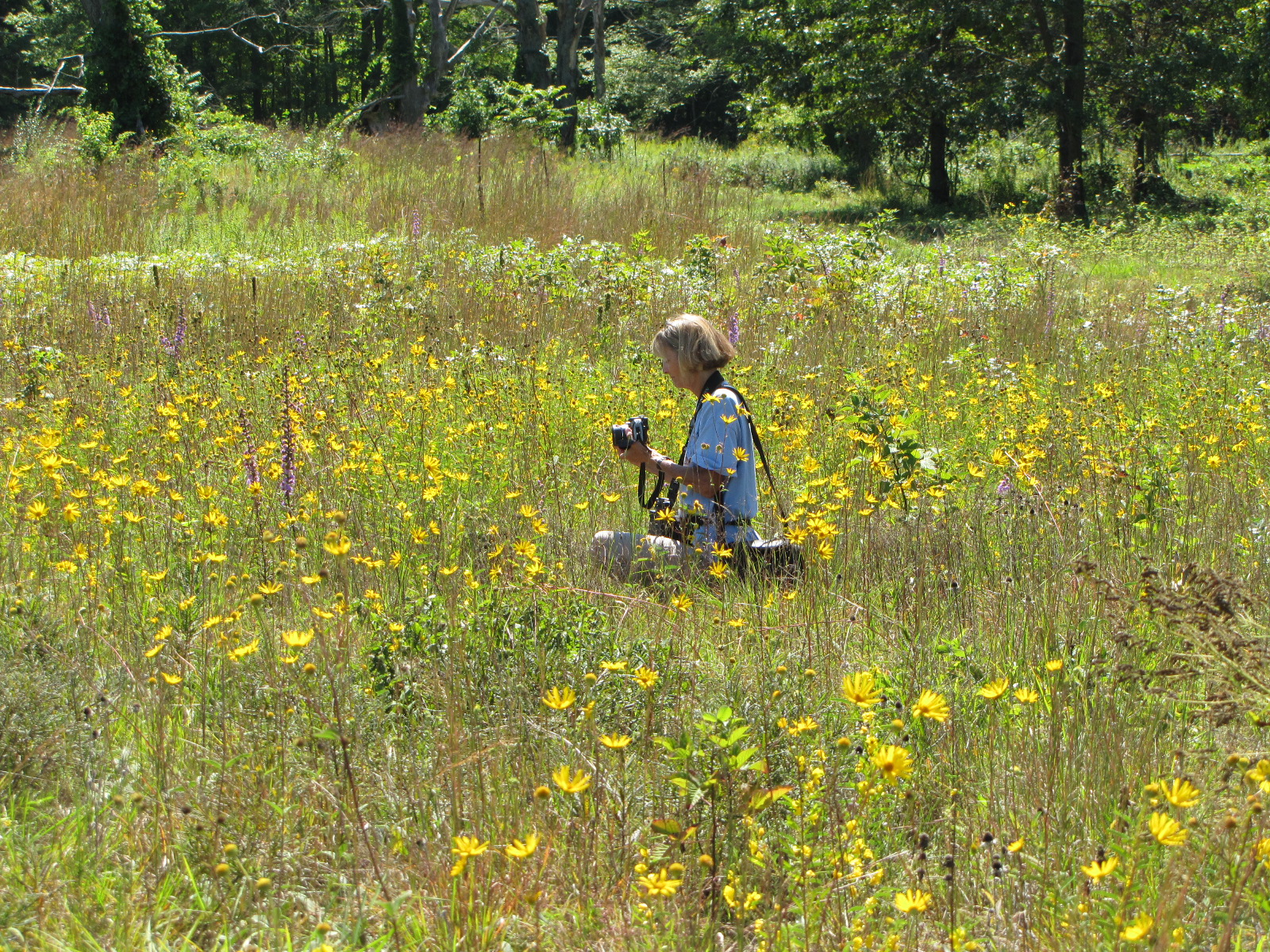 A woman sits in a field of wildflowers, taking photos.