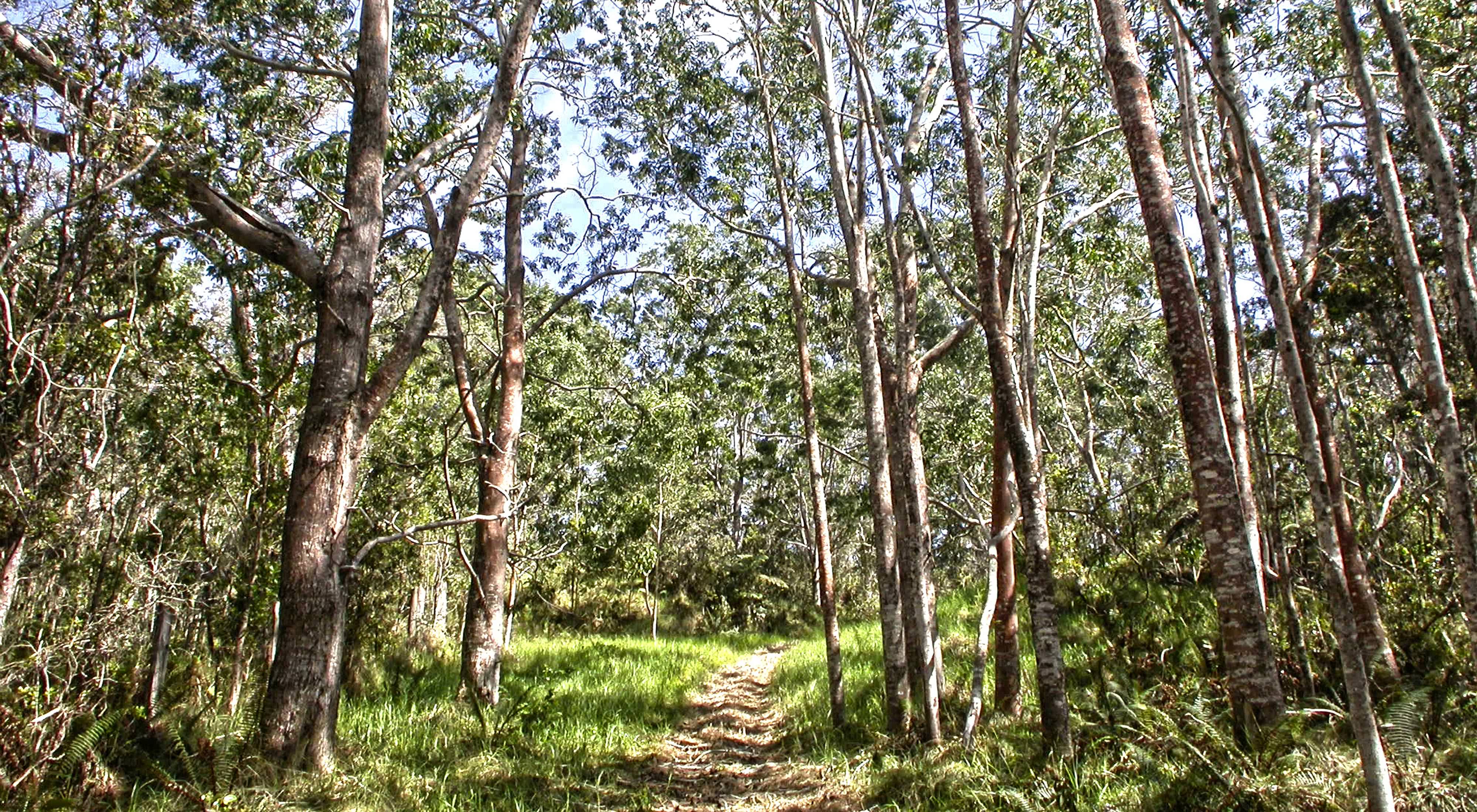 A sun-dappled trail with tall straight trees on either side.