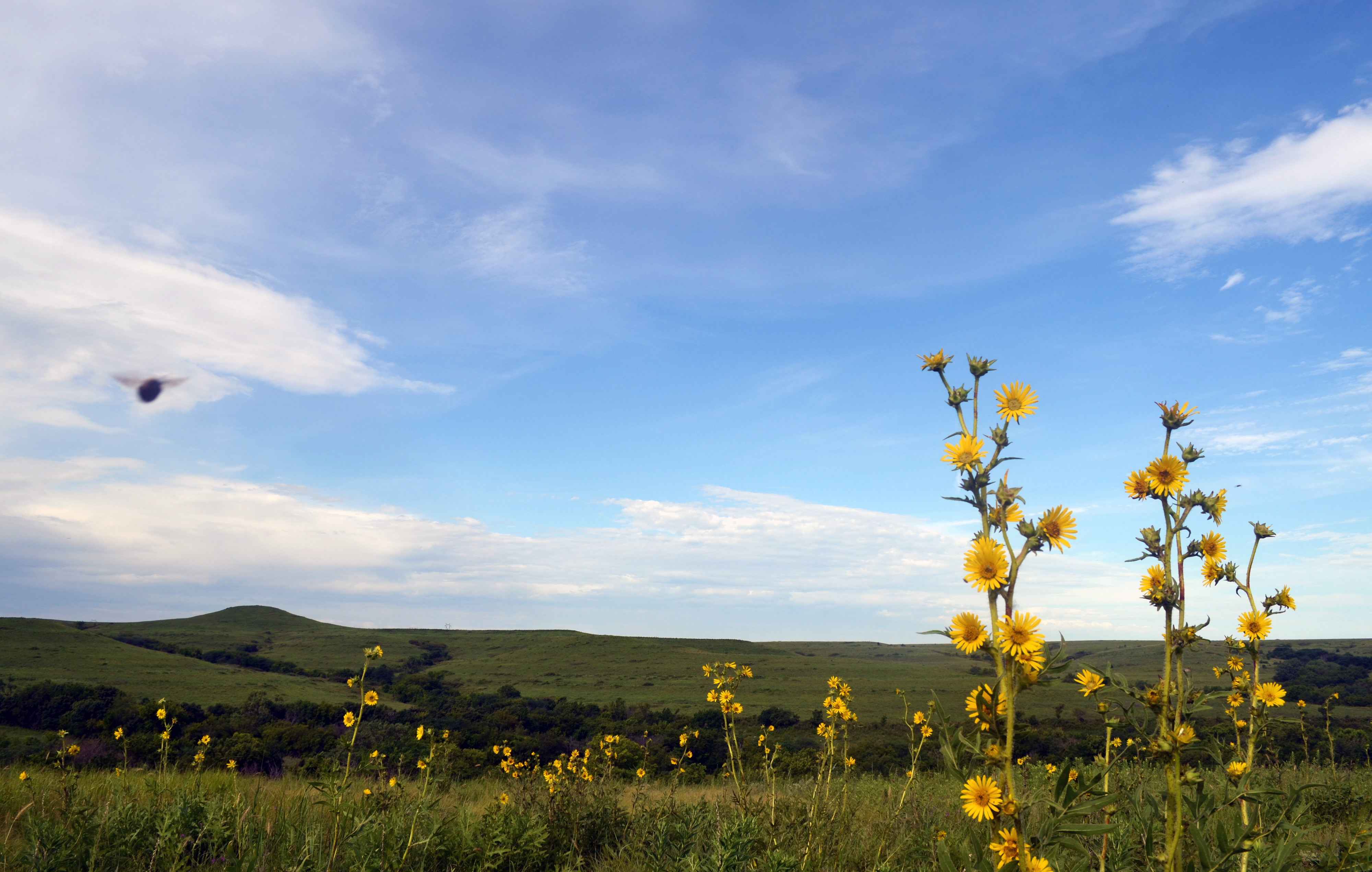 Sunflowers with rolling green landscape in background.