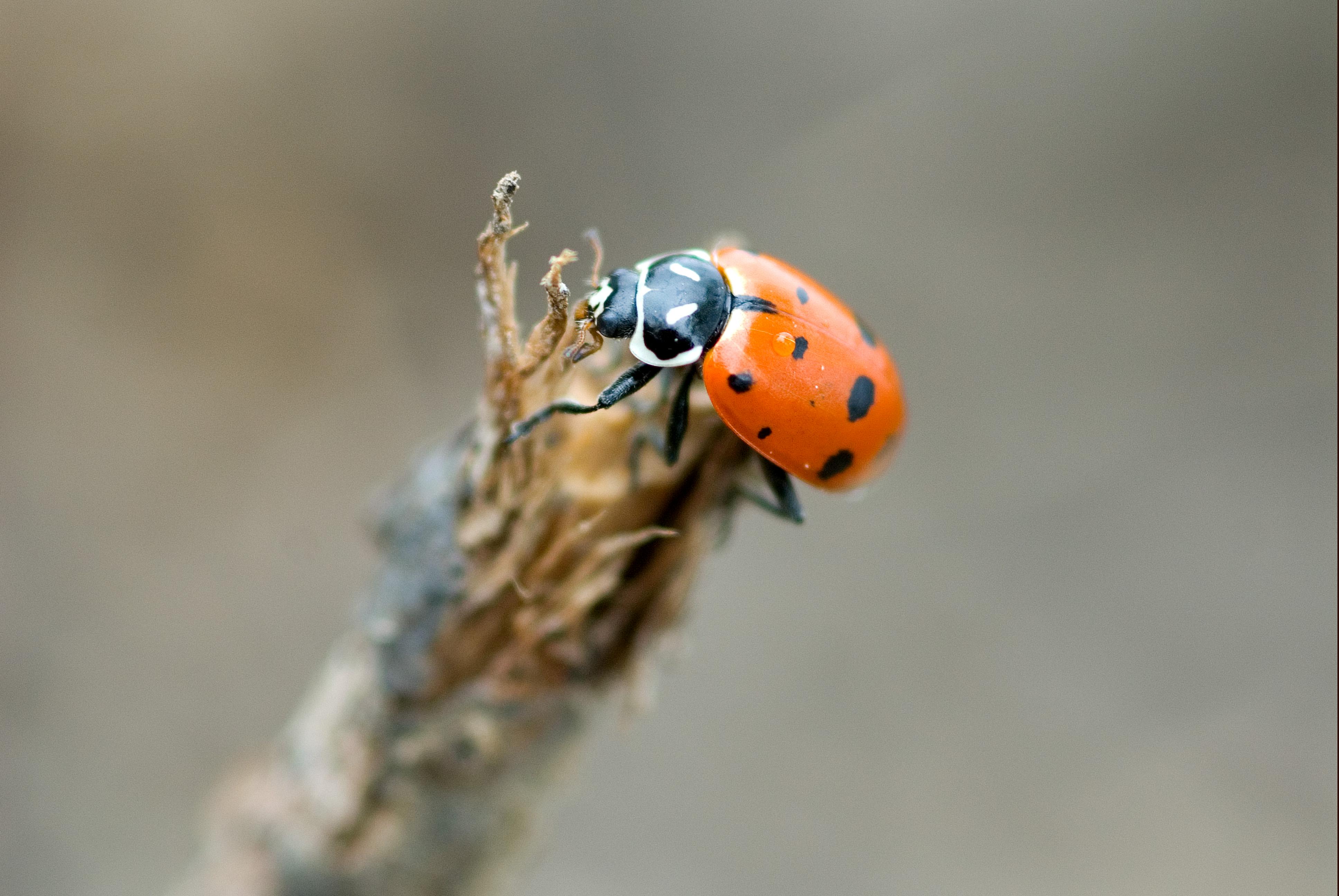 Ladybug perched on a twig.