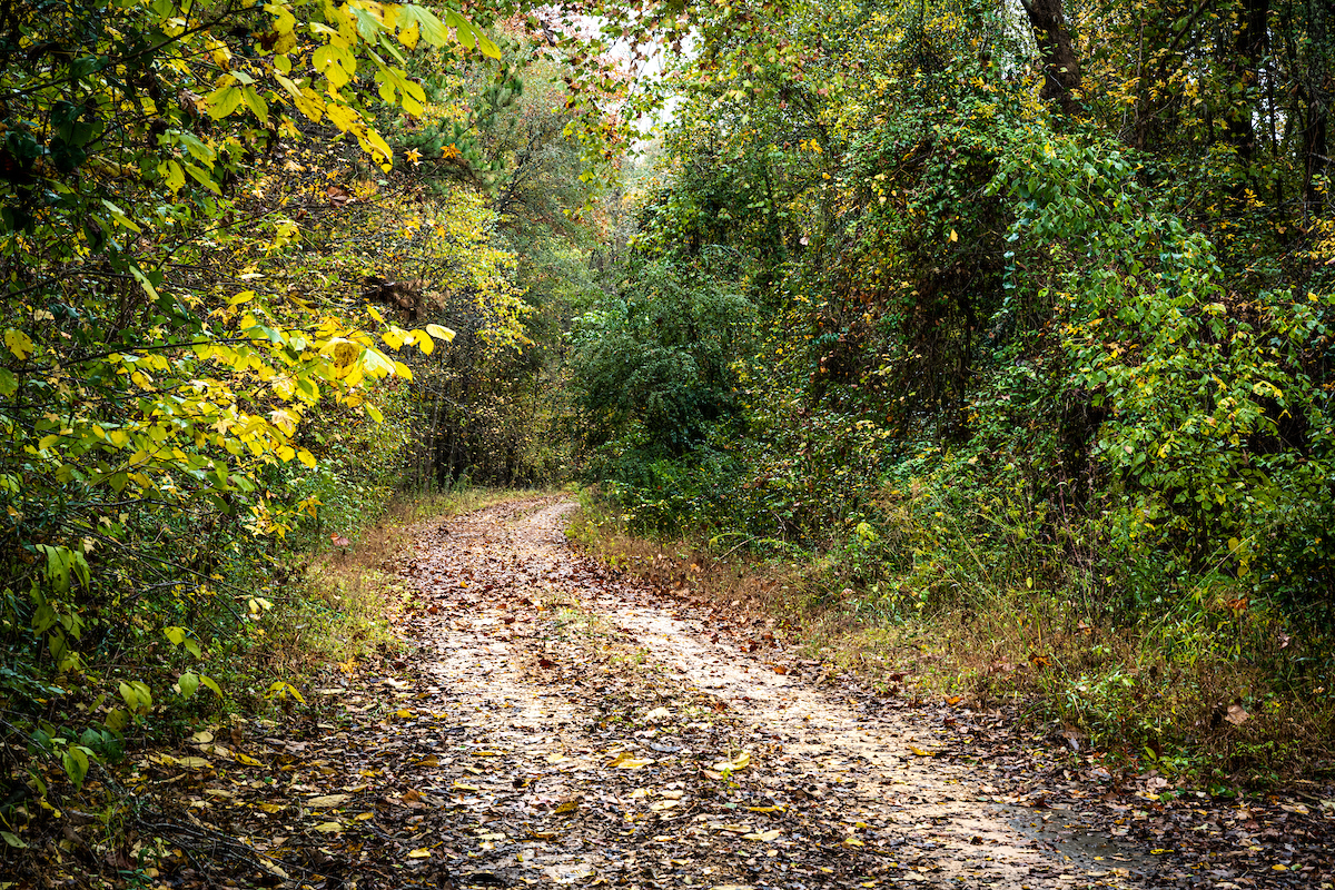 A pathway covered with fallen leaves and lined with shrubs and trees.