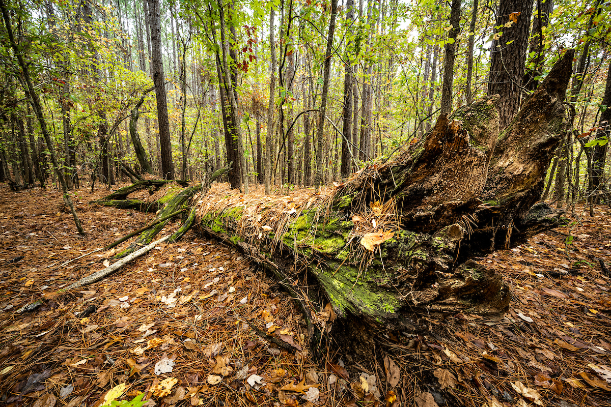 A fallen, uprooted tree lies on the forest floor covered in moss and leaves.