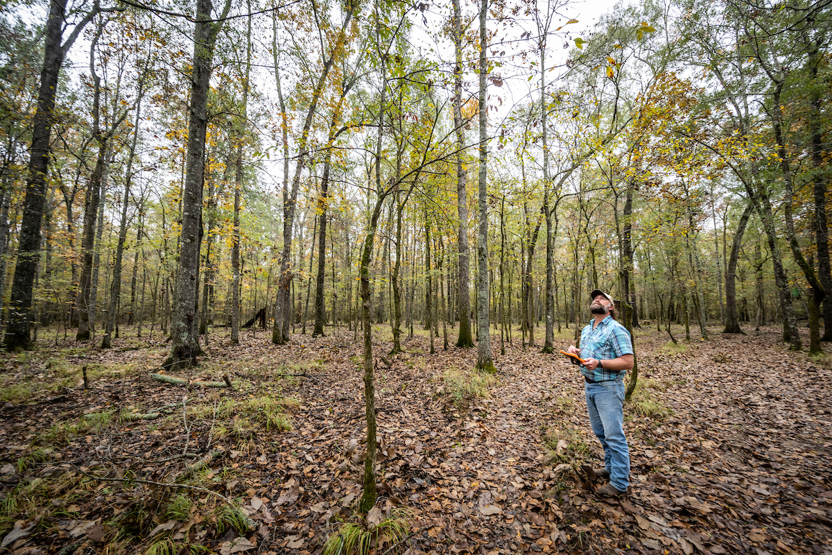 A person stands in a forested area, looking up. 