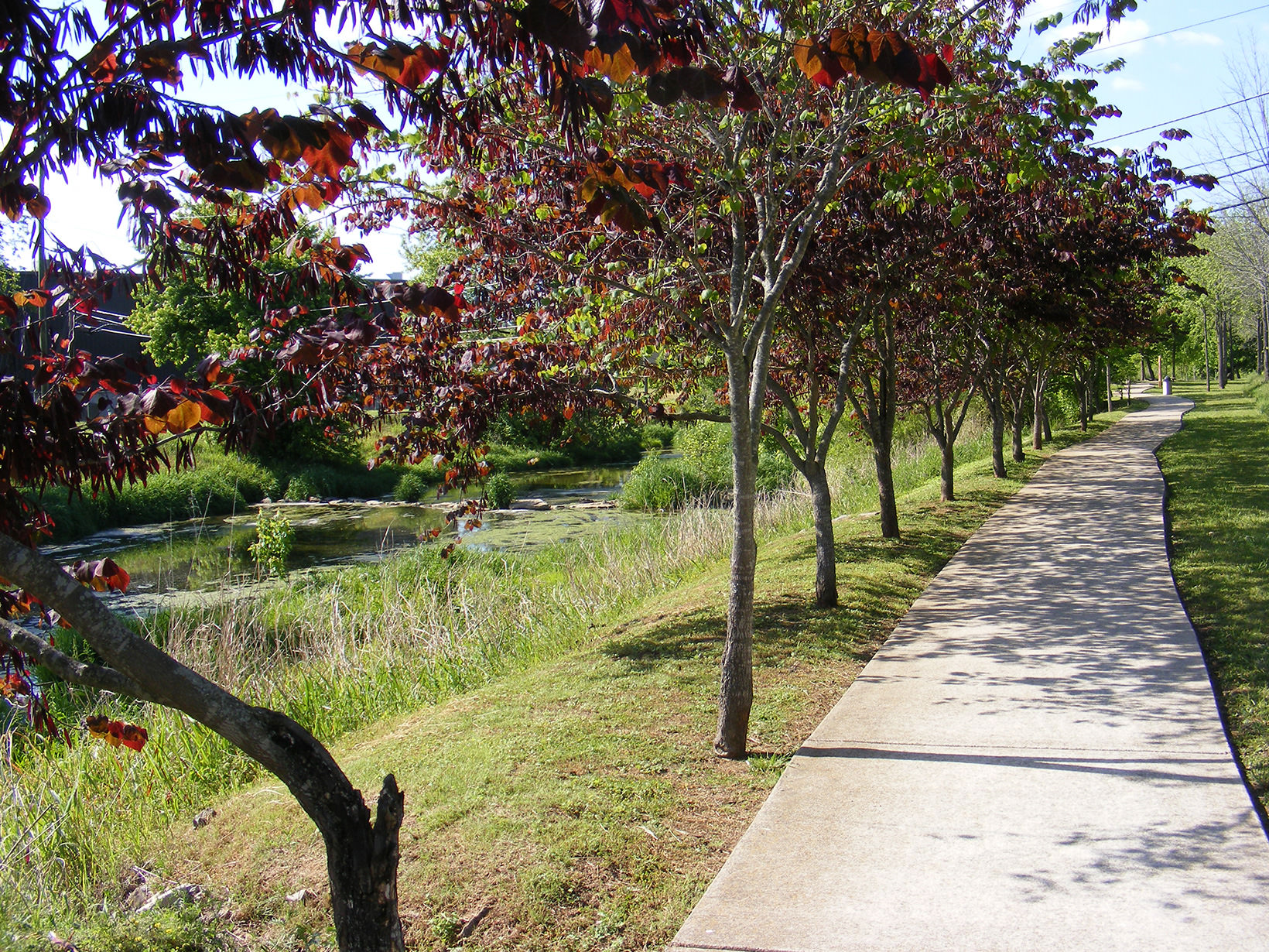 Lewisburg Greenway Tree Path