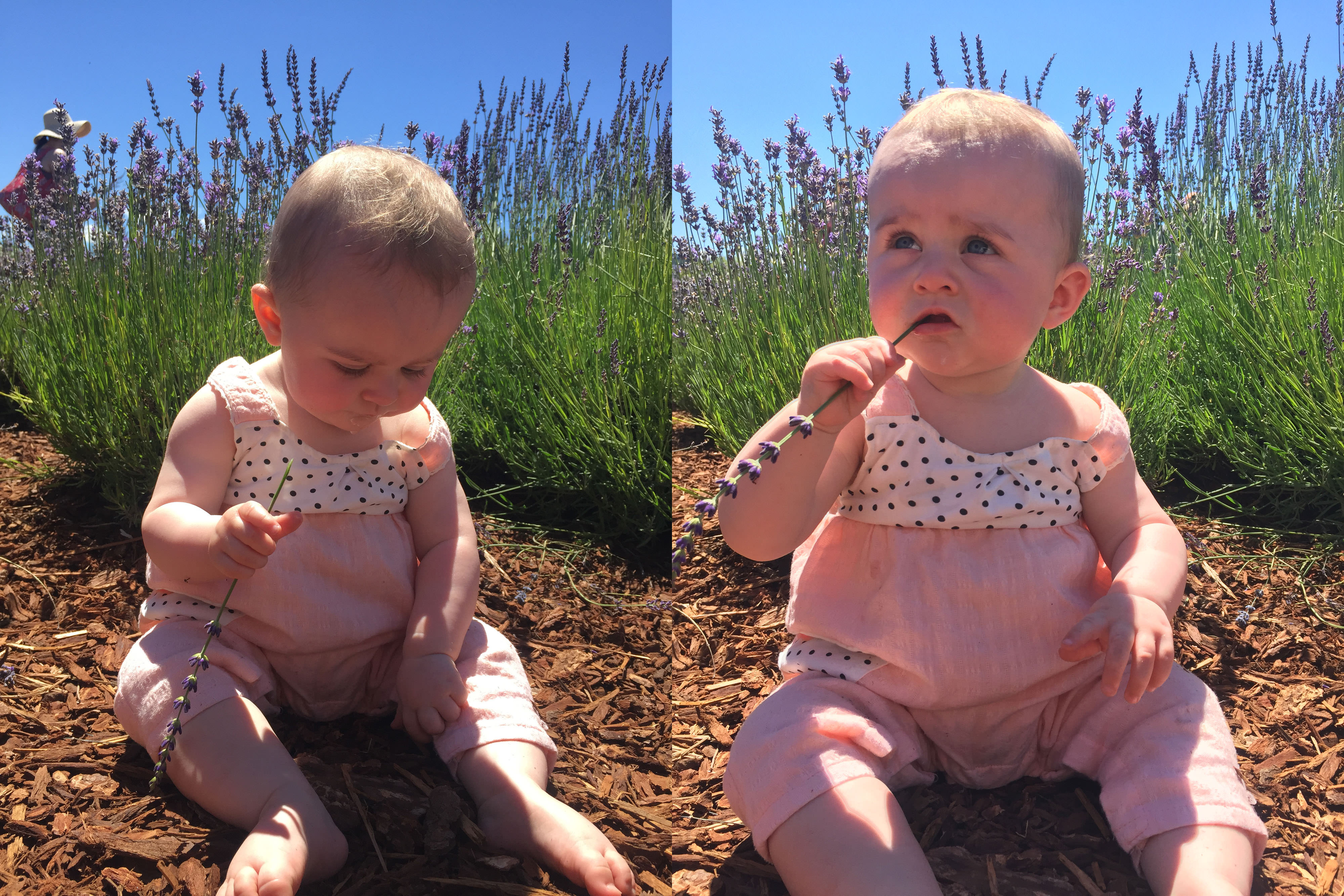 Two side-by-side photos of a baby sitting in front of a field of lavender; in the left photo the baby is holding a sprig of lavender; in the right photo the baby is chewing on a sprig of lavender.