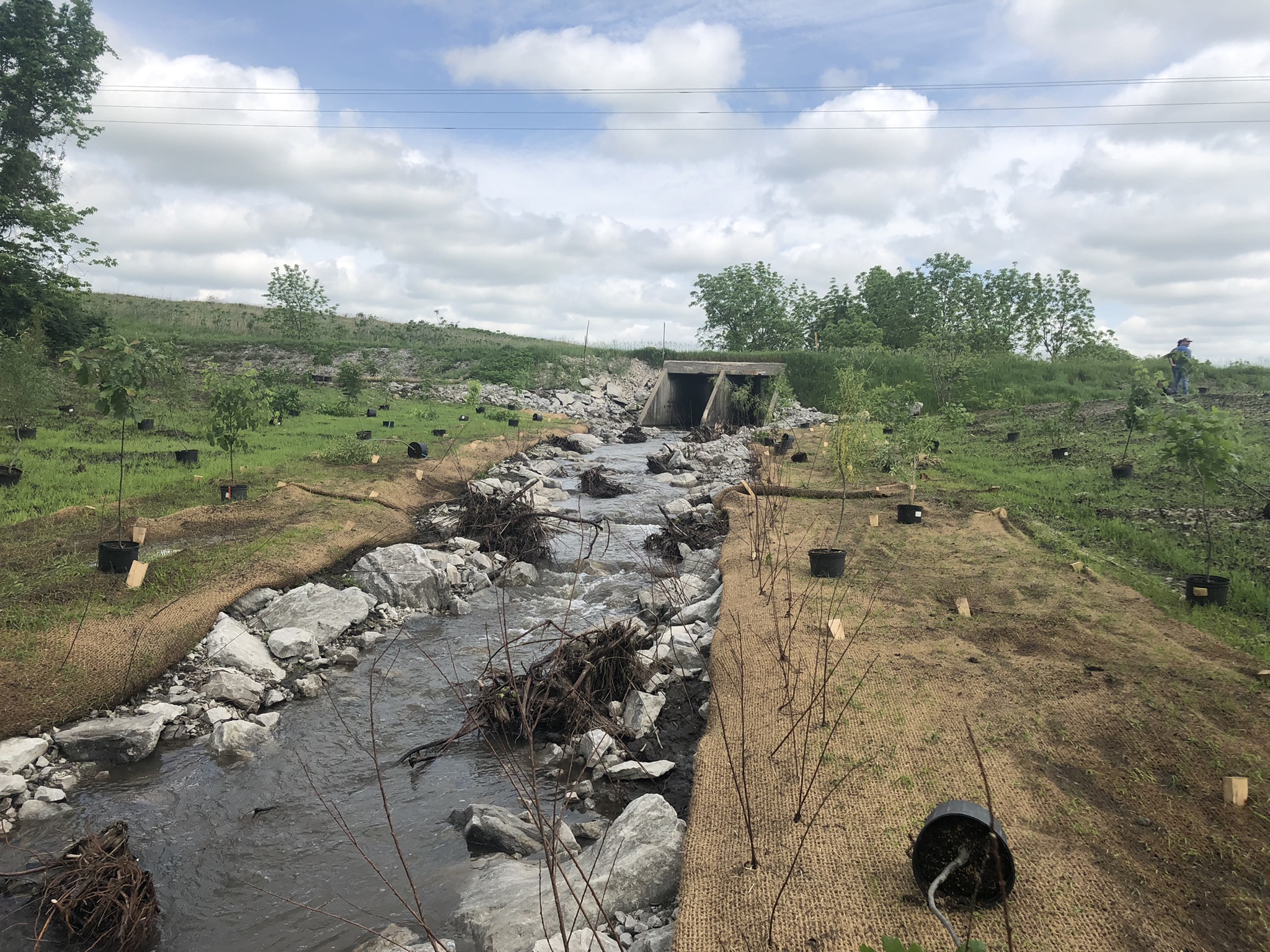 A restored streambank with free flowing water surrounded by green vegetation. 