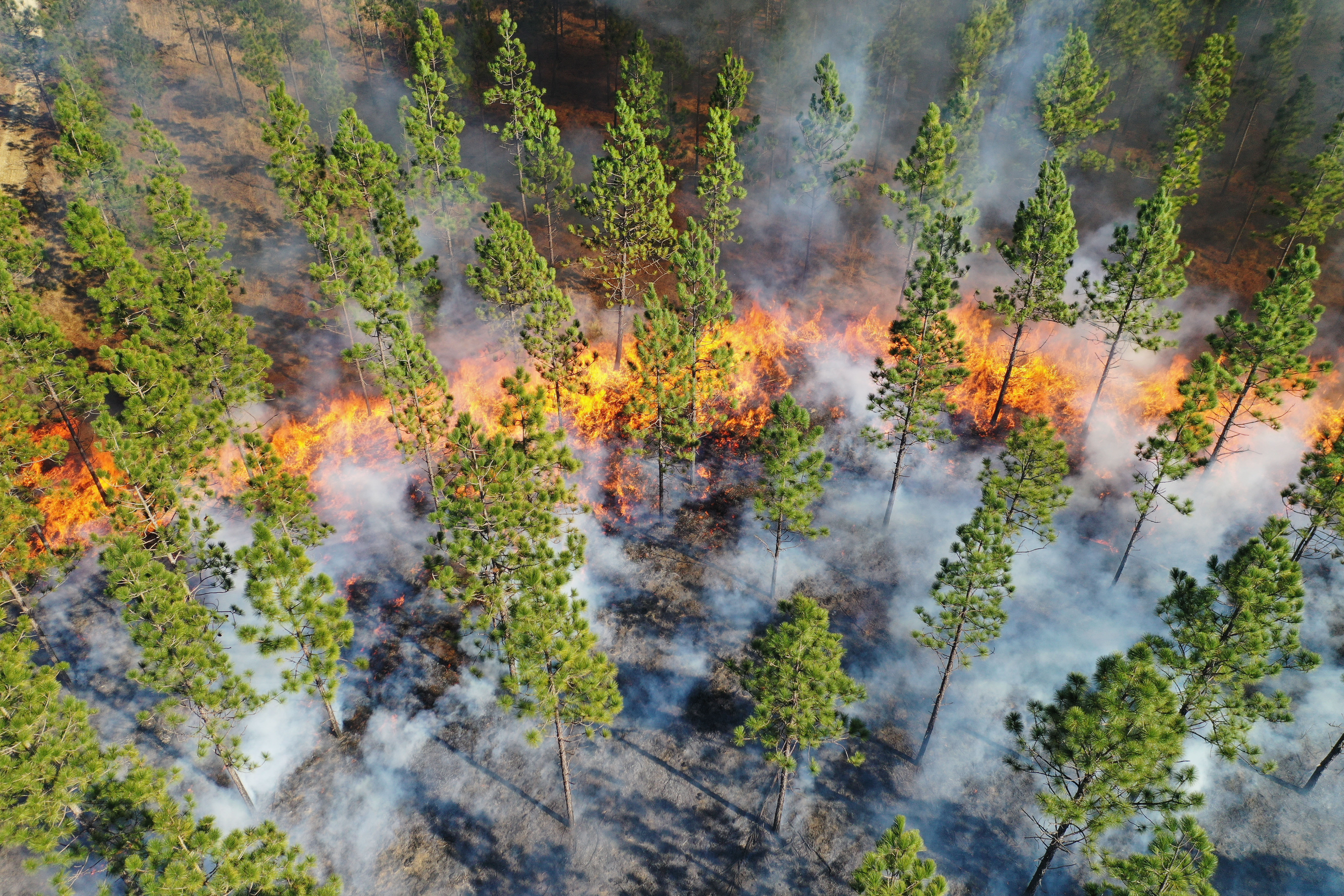 Aerial view of prescribed burn at Calloway Forest Preserve in North Carolina. The fire moves over the ground cover and leaves the trees intact.