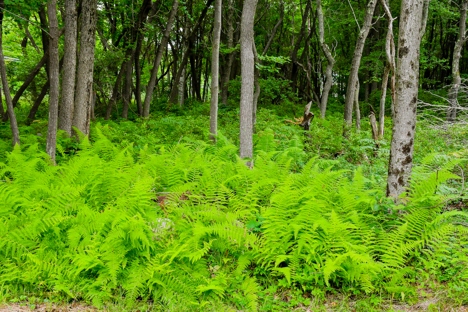 Bright green ferns grow on a forest floor.