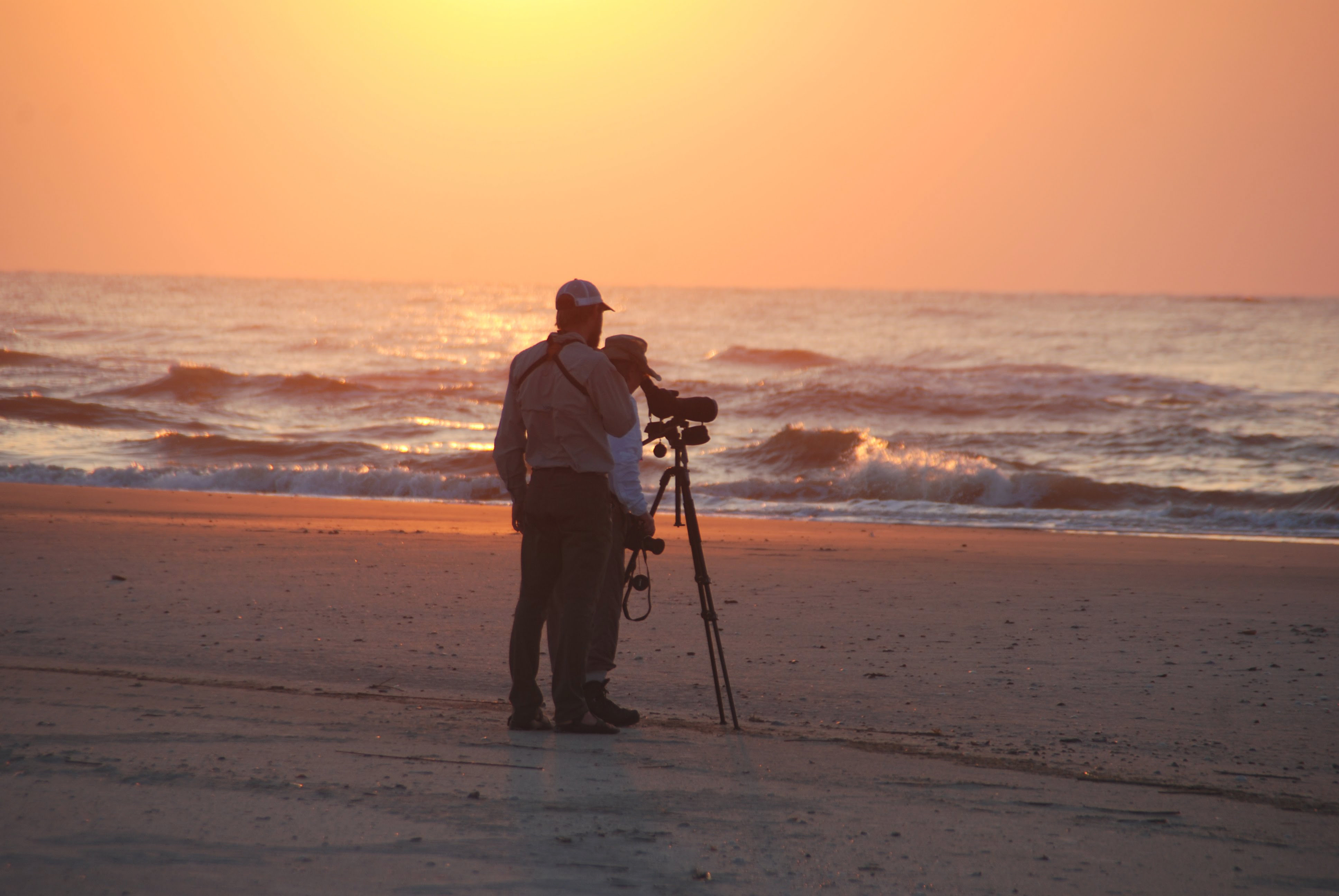 Birdwatching on the beach