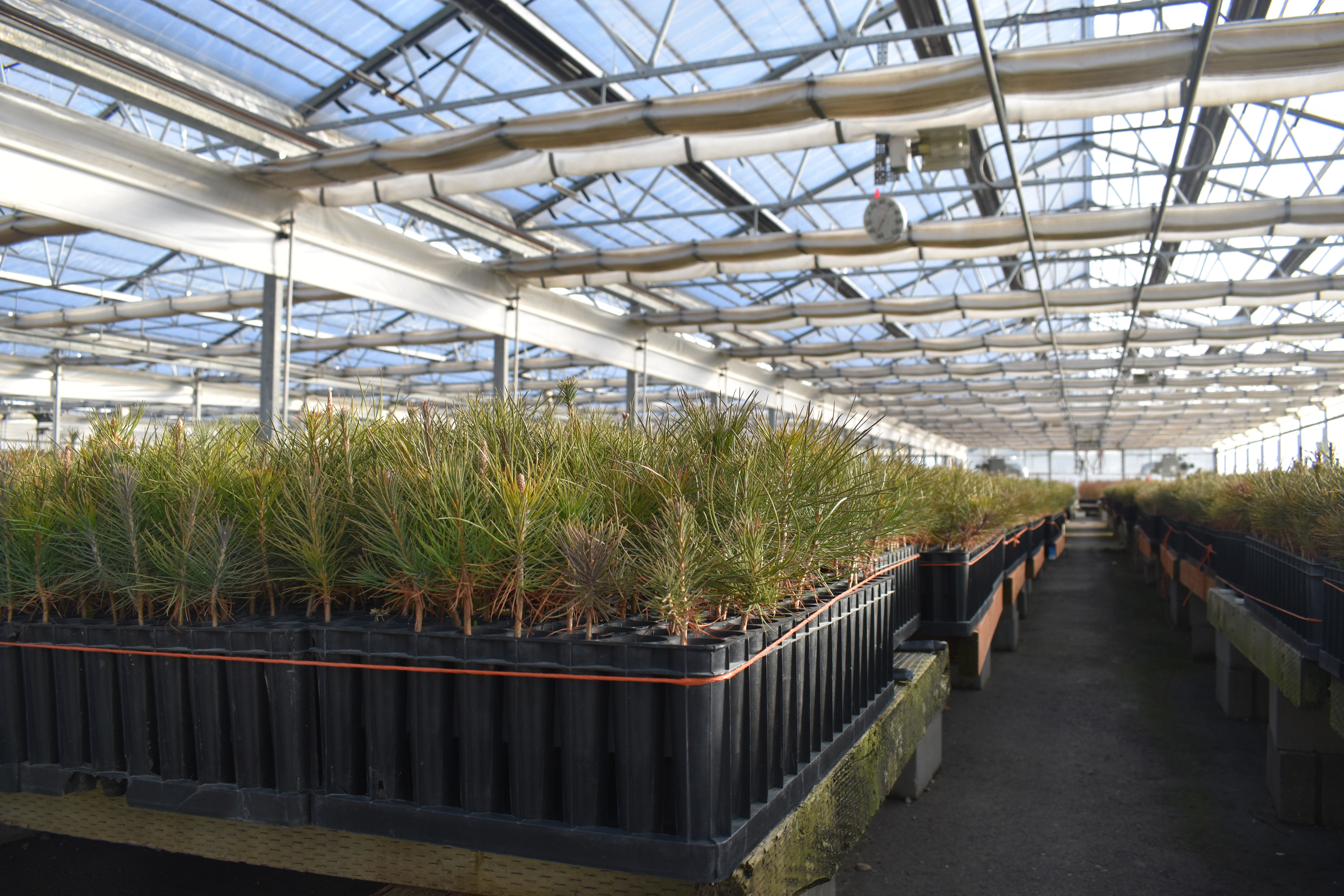 Tree seedlings growing in a greenhouse.